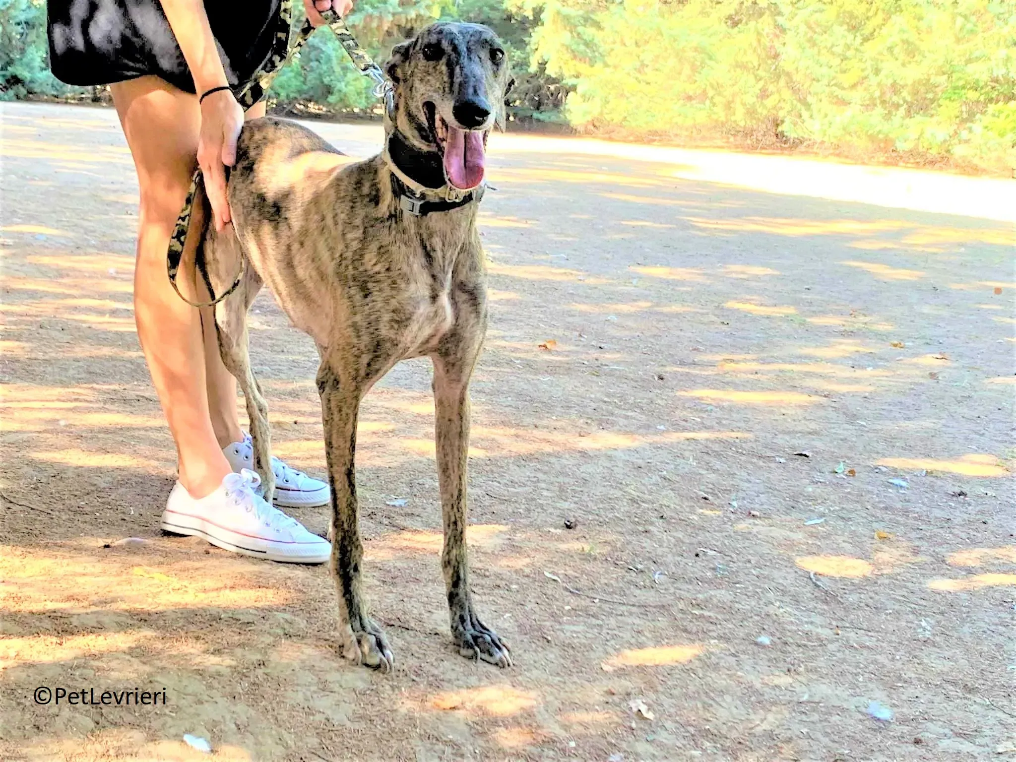 Martina adozione levrieri galgo 02 3