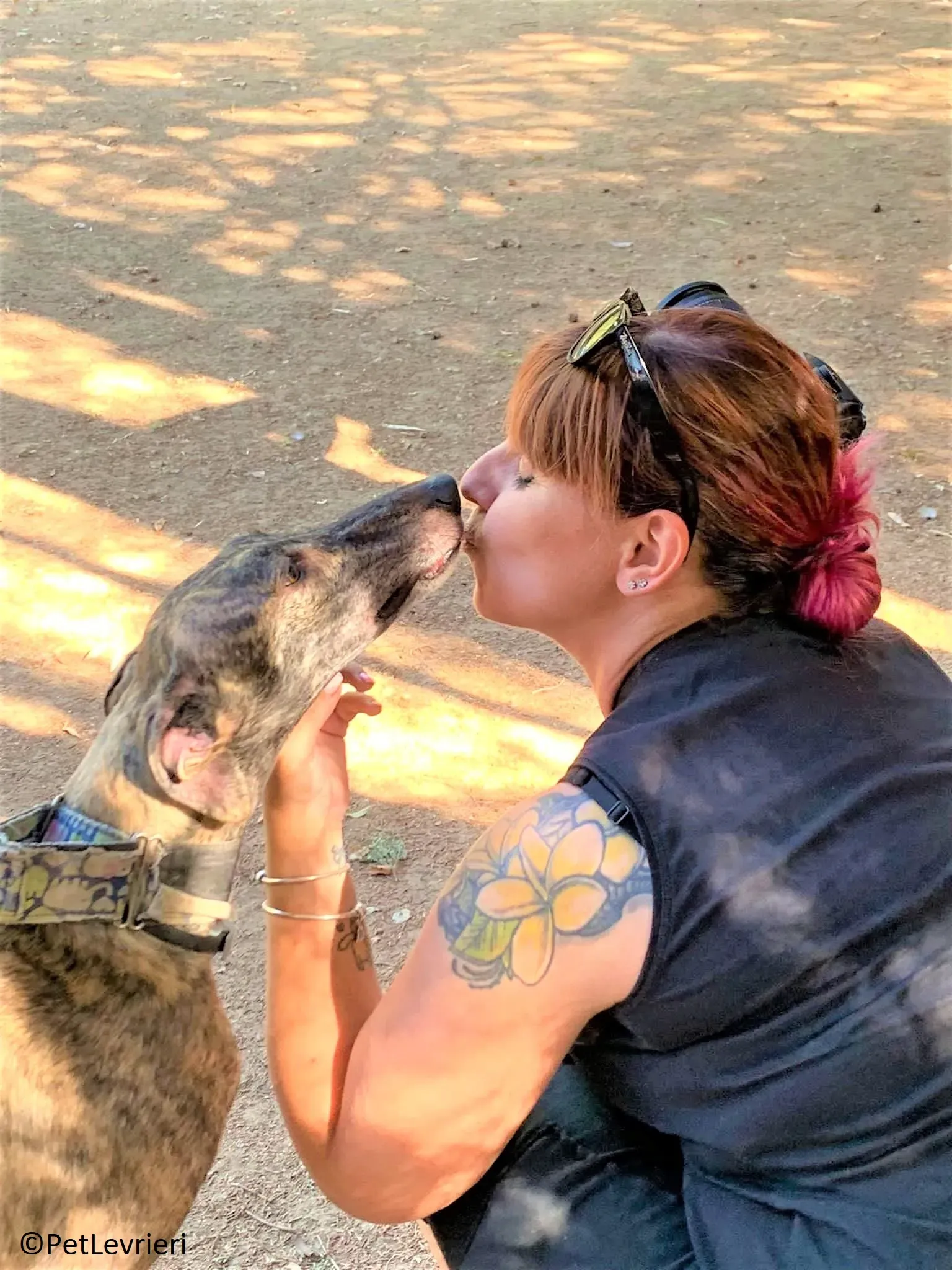 Martina adozione levrieri galgo 03 2