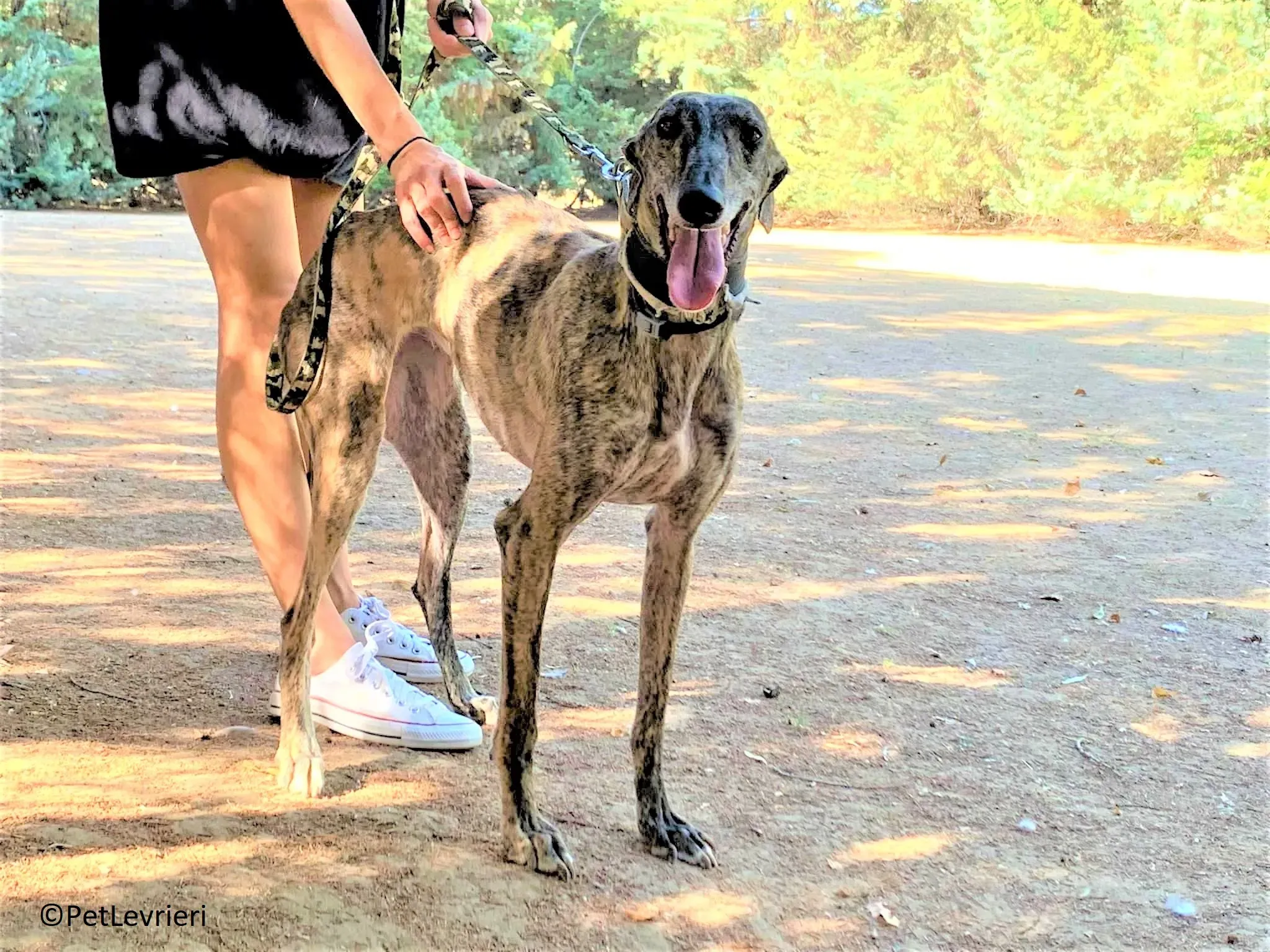 Martina adozione levrieri galgo 04 3