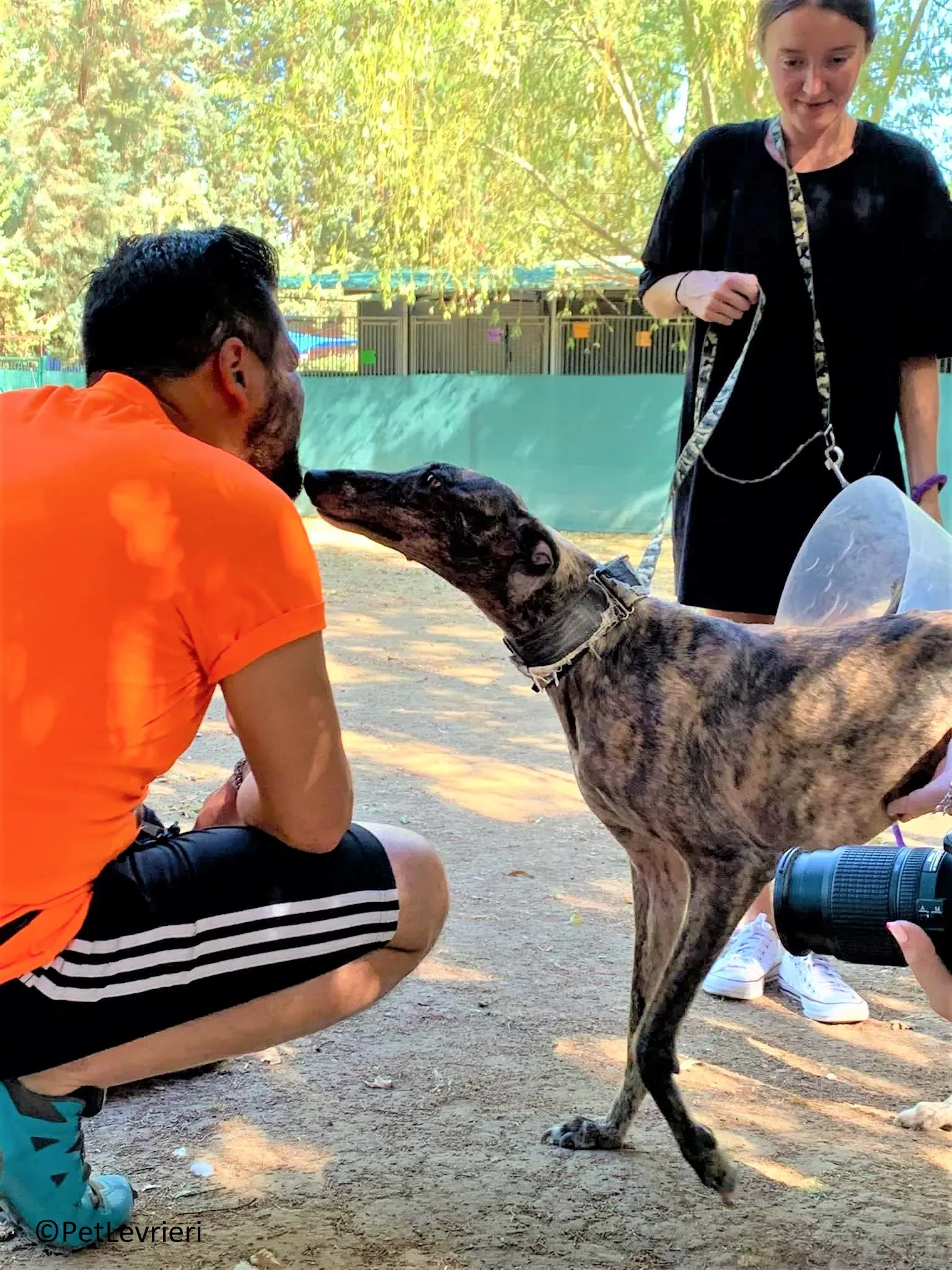 Martina adozione levrieri galgo 05 2