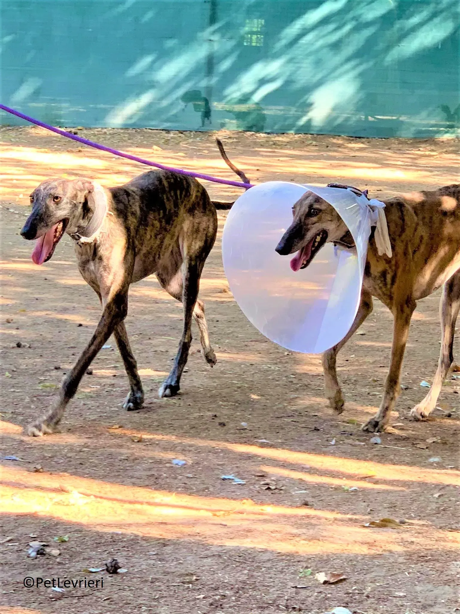 Martina adozione levrieri galgo 06 2 1