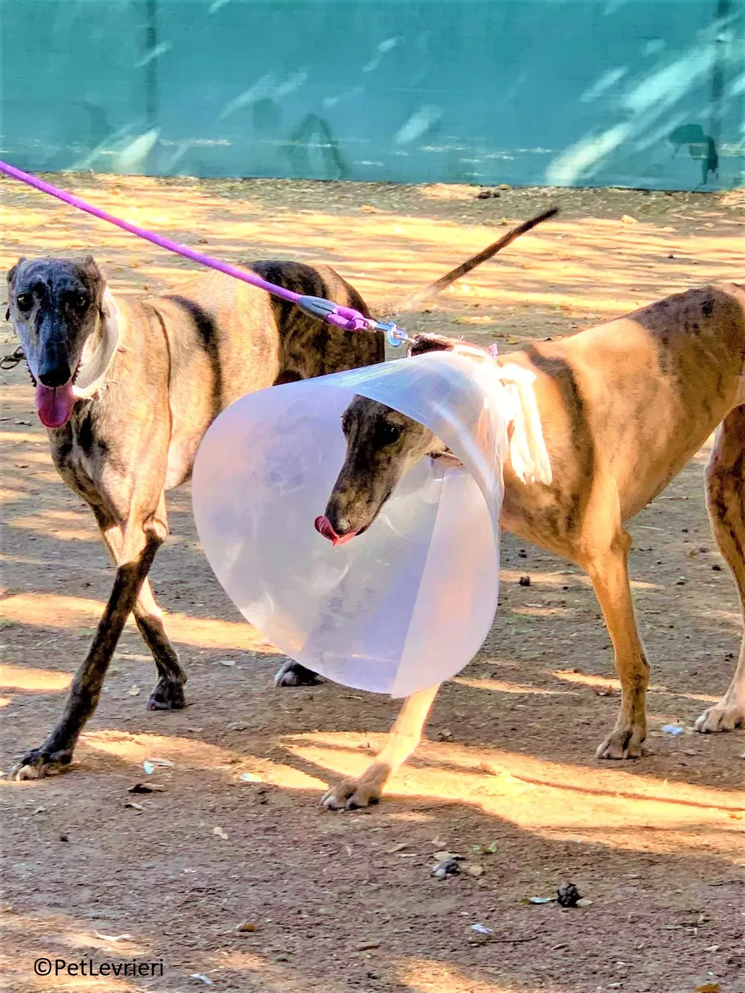 Martina adozione levrieri galgo 07 2