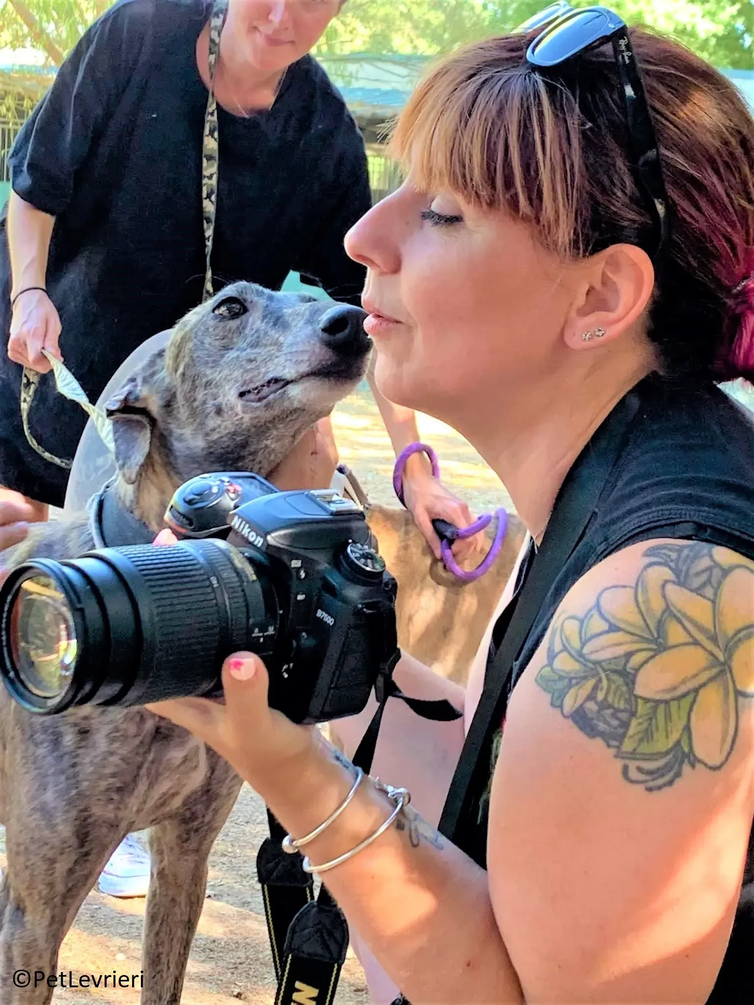 Martina adozione levrieri galgo 08 2