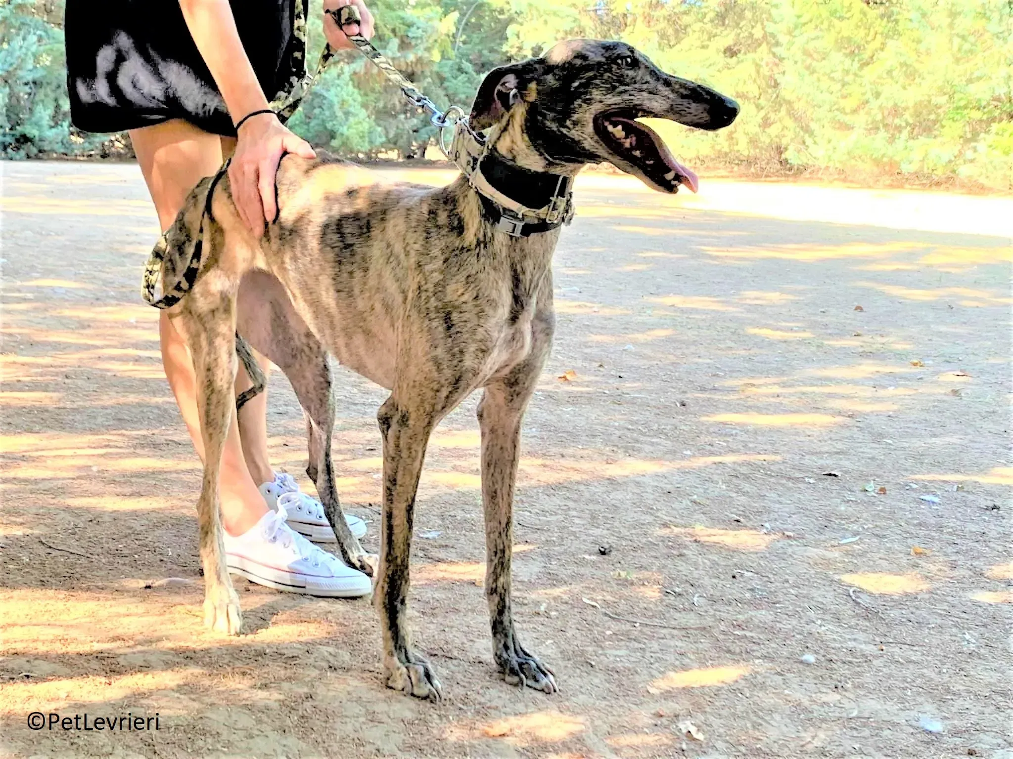 Martina adozione levrieri galgo 09 3