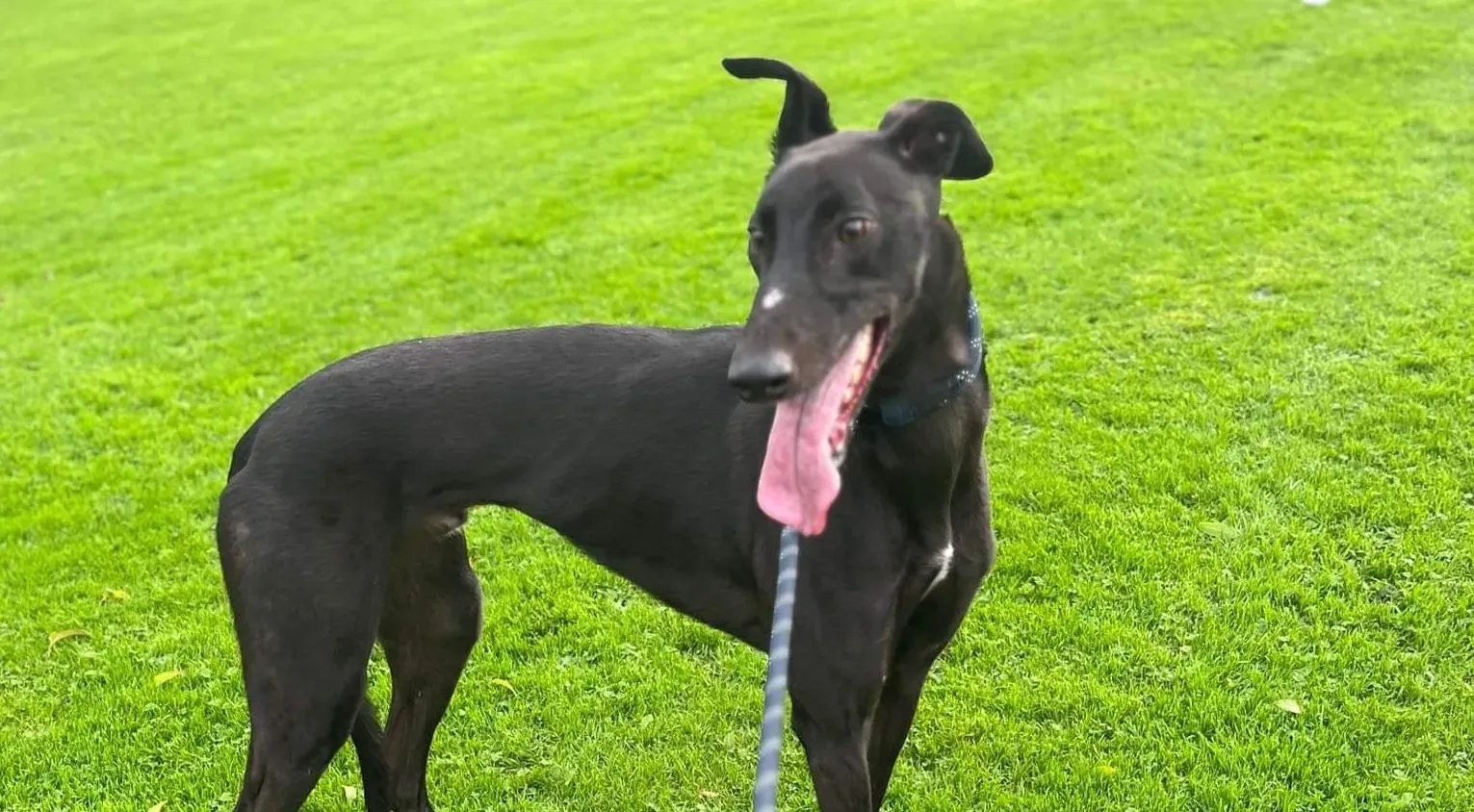 Marty adozione levrieri greyhound 1 e1698600341208