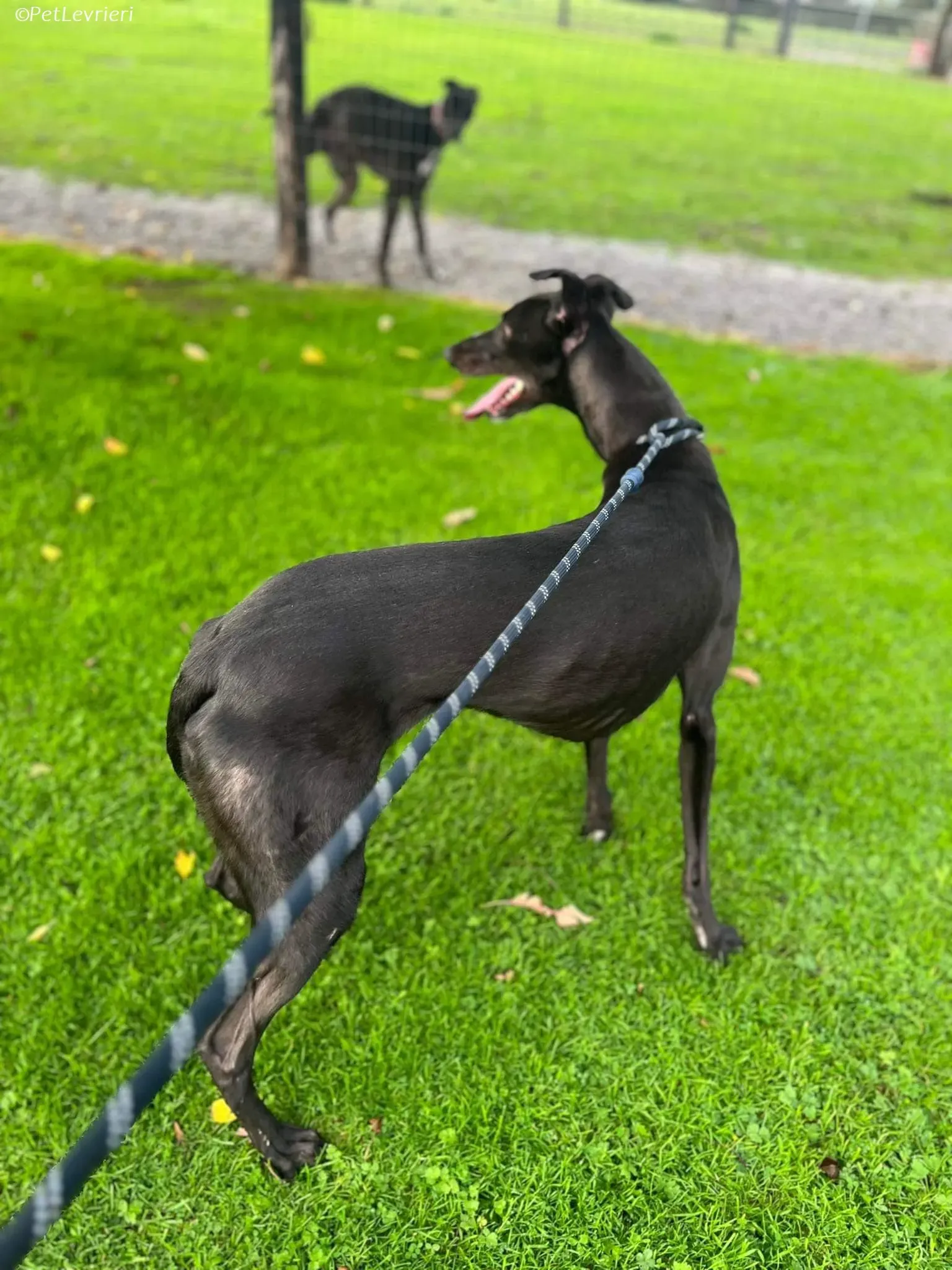 Marty adozione levrieri greyhound 11