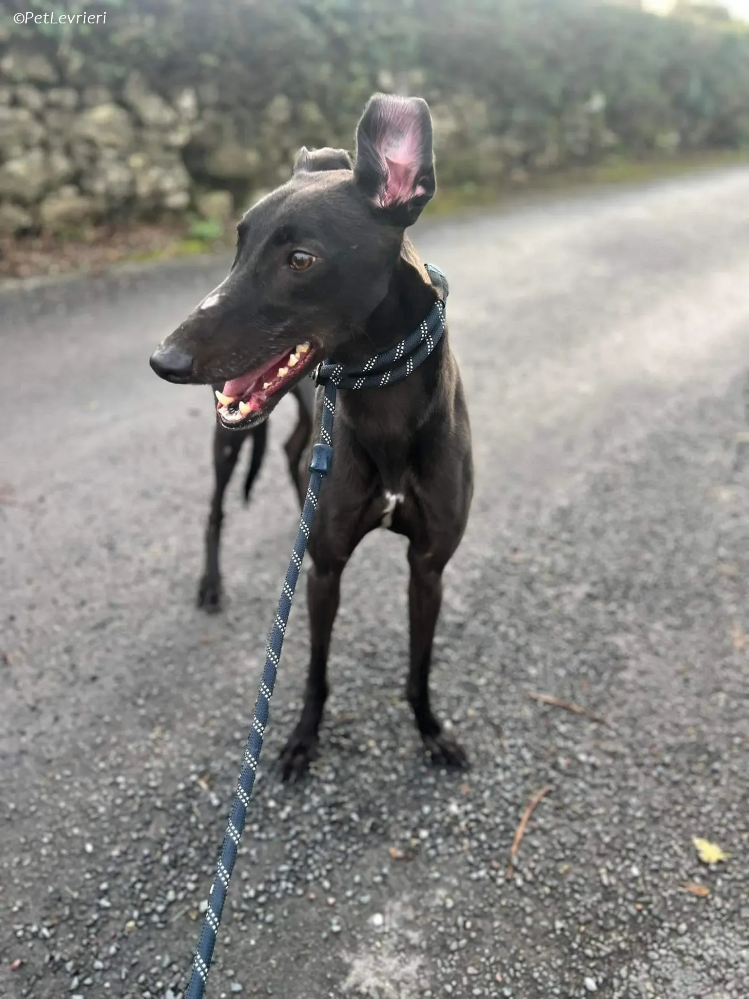 Marty adozione levrieri greyhound 12