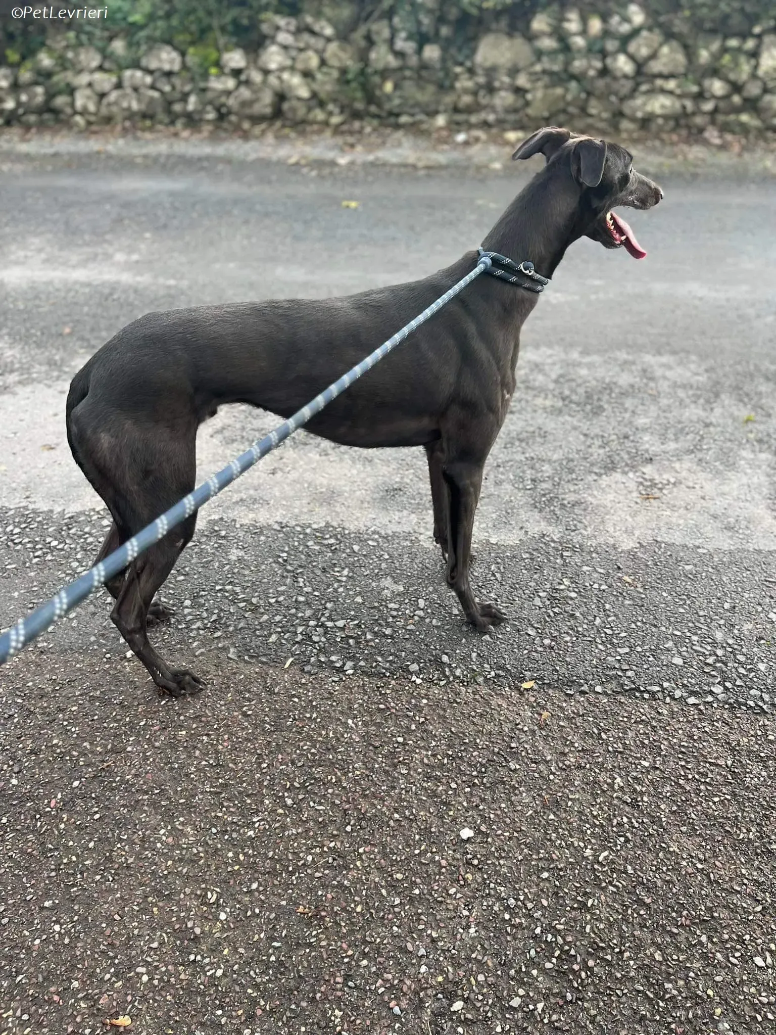 Marty adozione levrieri greyhound 2