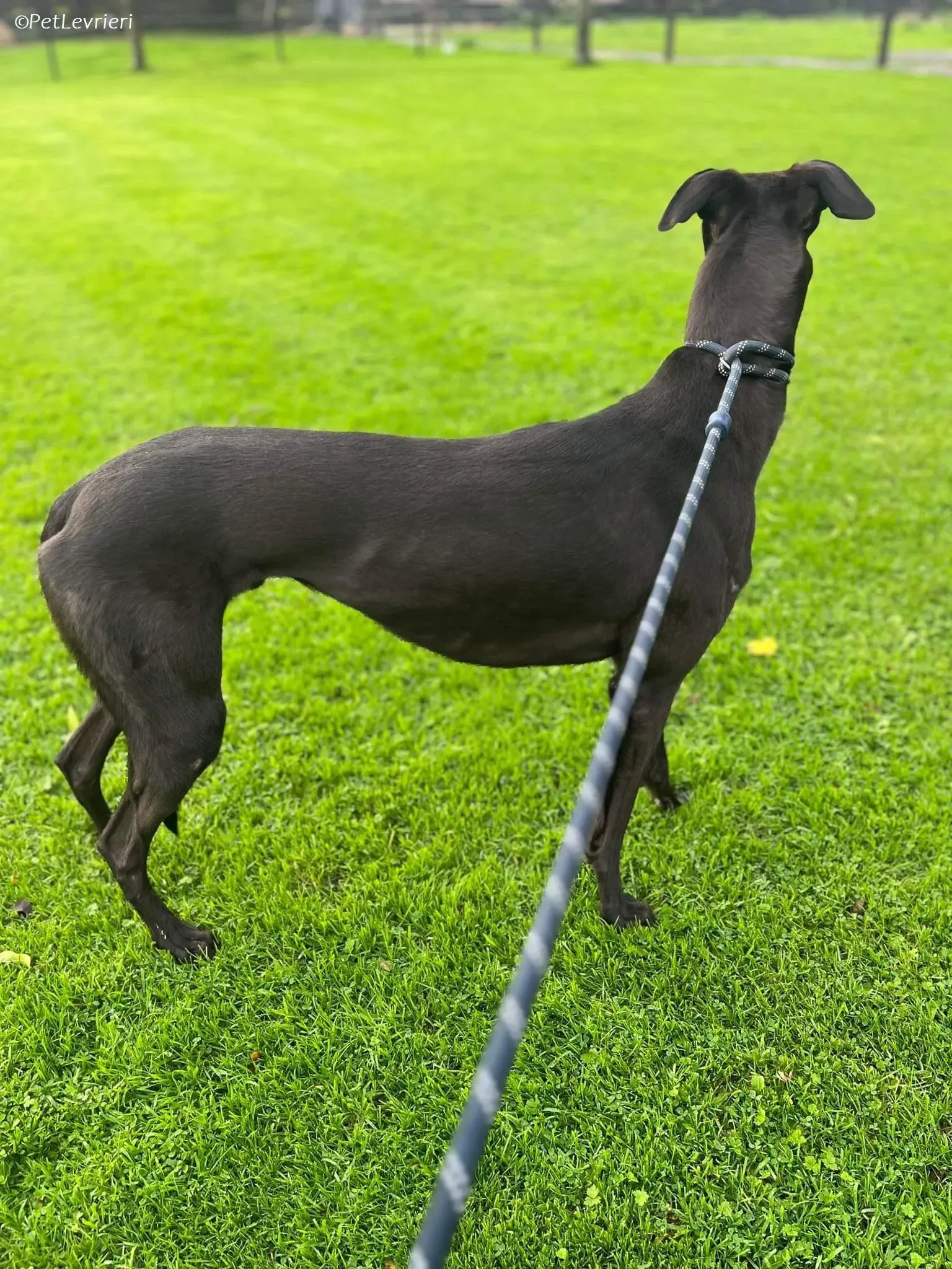 Marty adozione levrieri greyhound 3