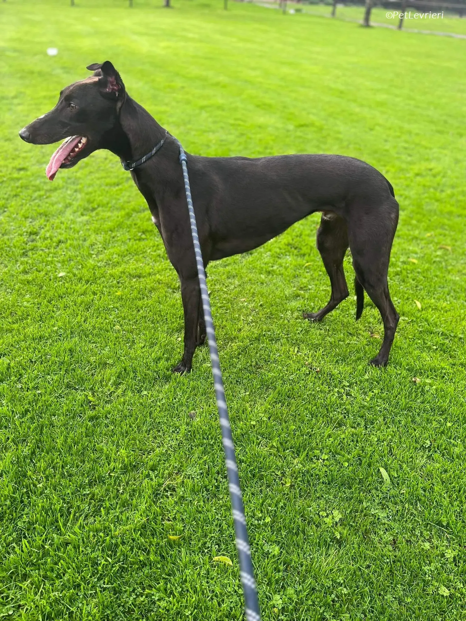 Marty adozione levrieri greyhound 4