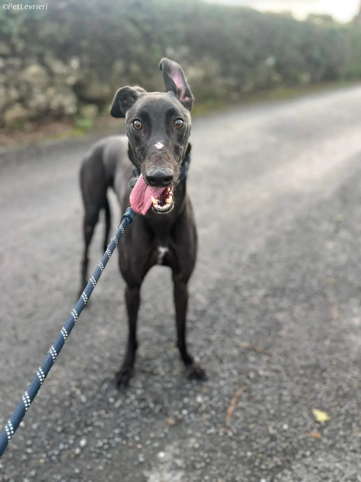 Marty adozione levrieri greyhound 5