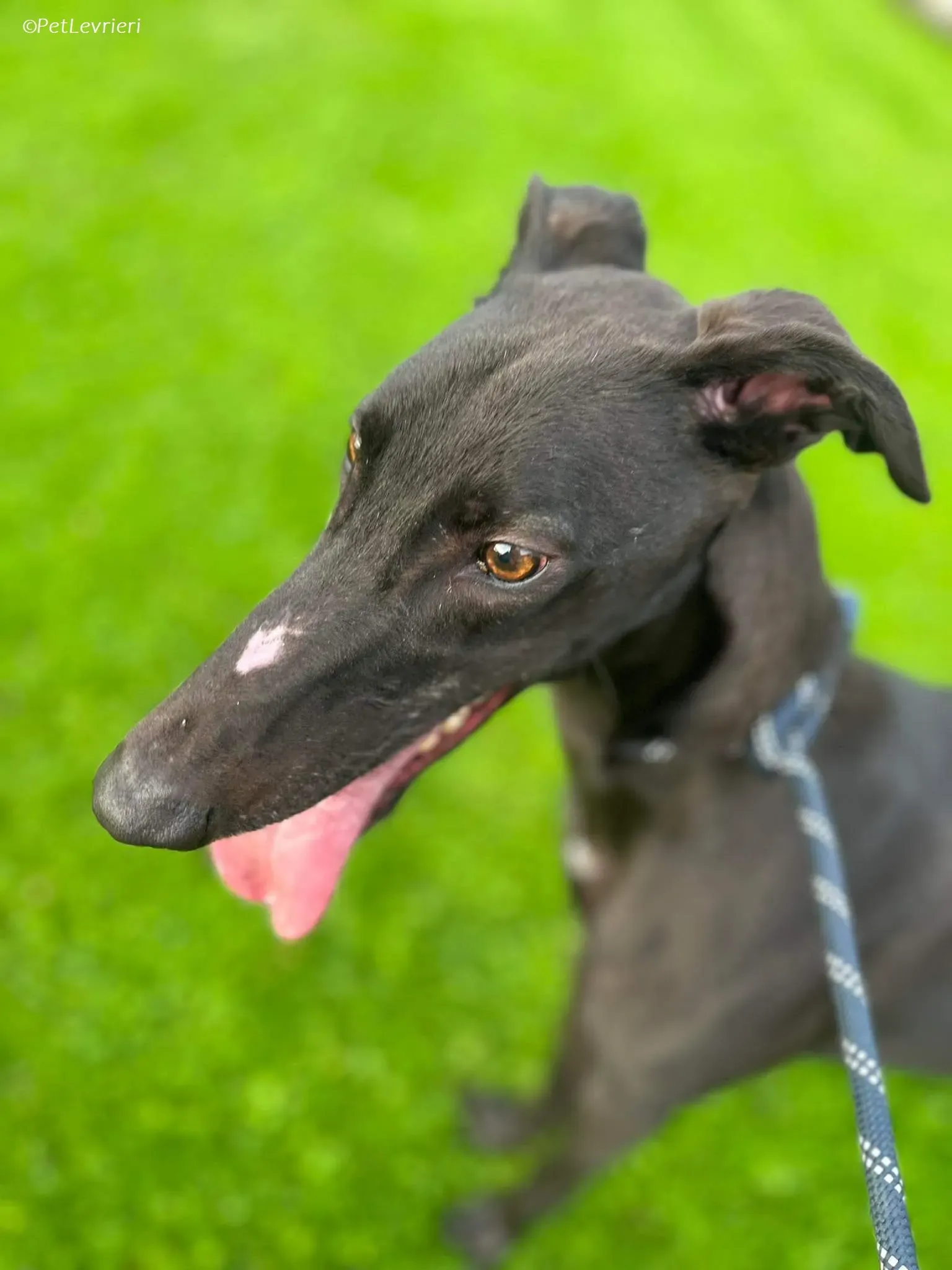 Marty adozione levrieri greyhound 6