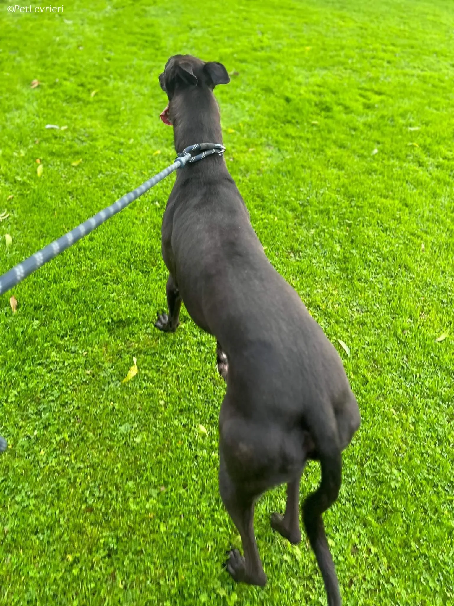 Marty adozione levrieri greyhound 7