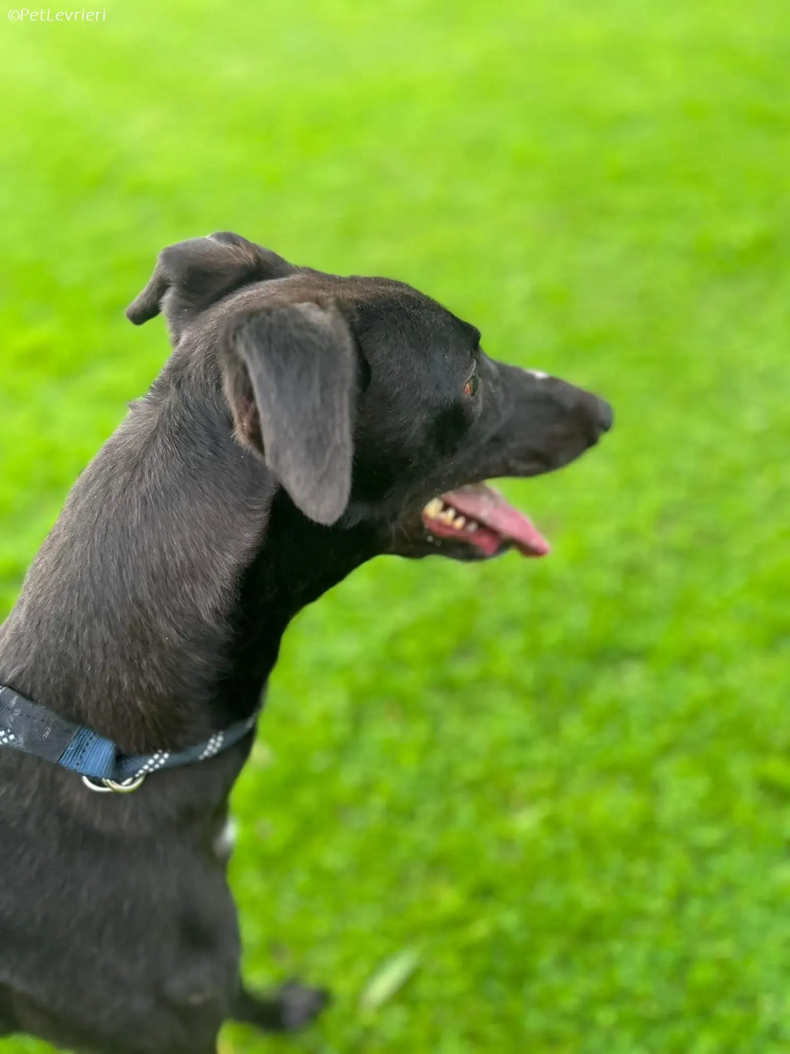 Marty adozione levrieri greyhound 8