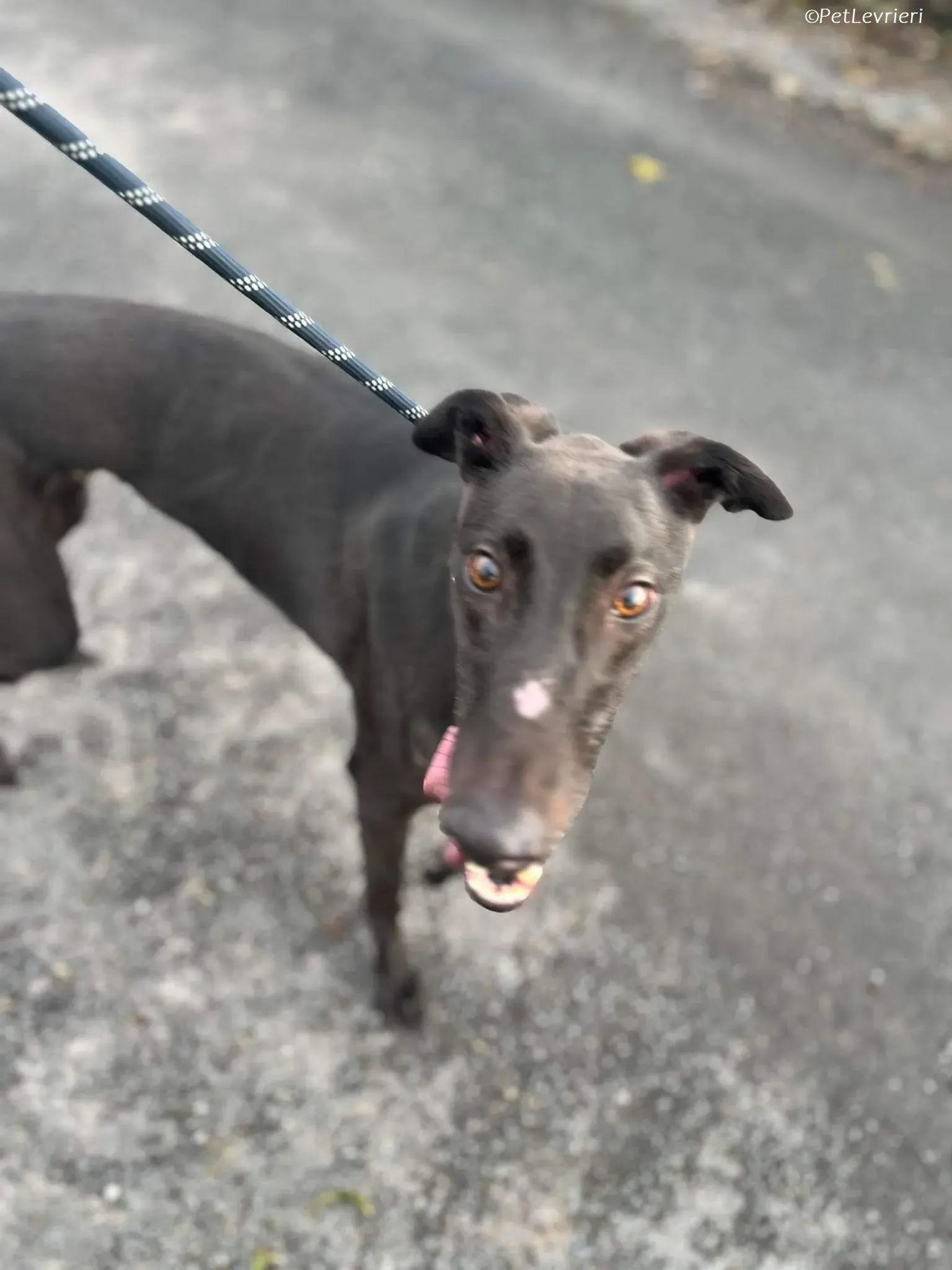 Marty adozione levrieri greyhound 9