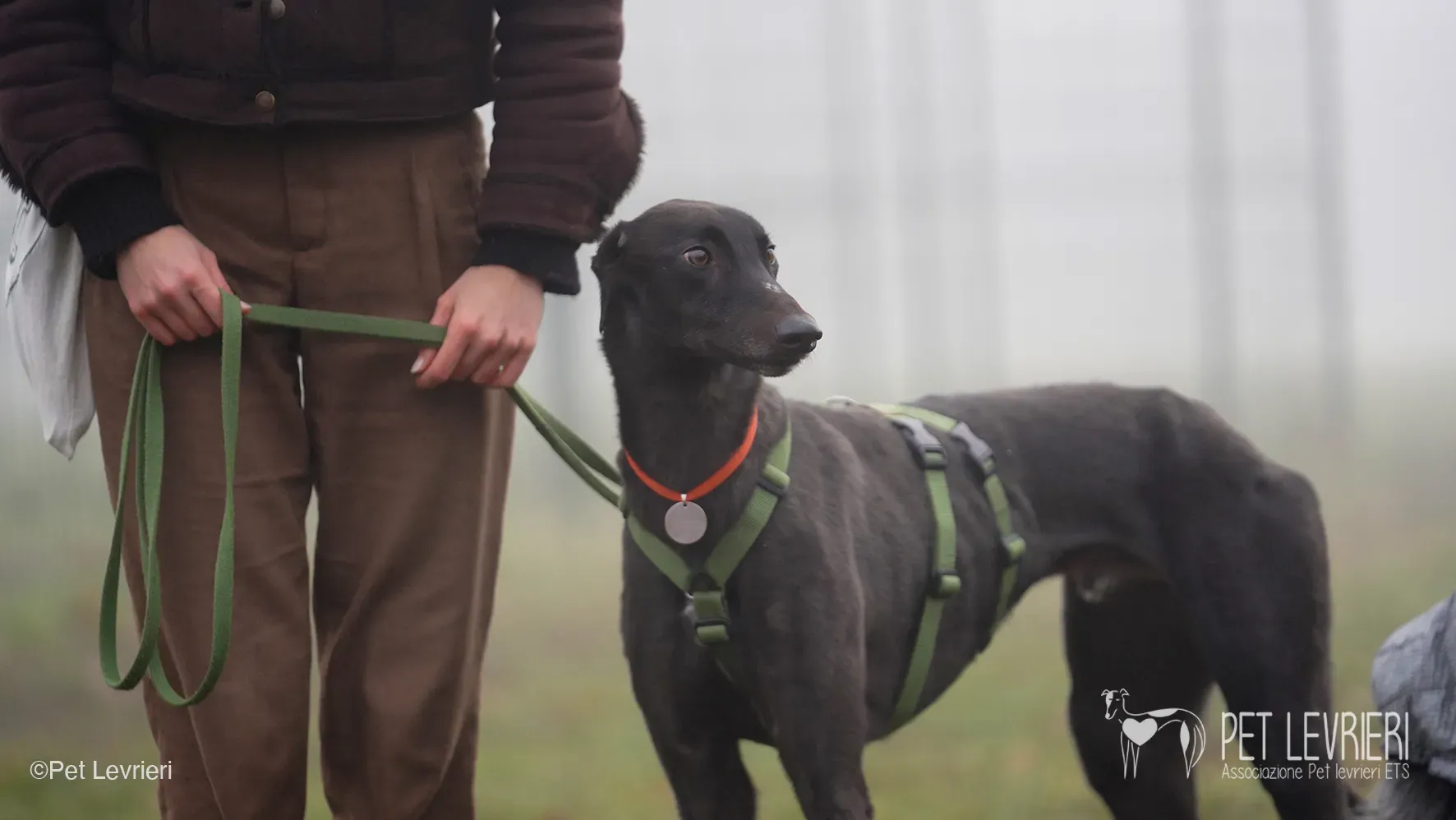 Marty greyhound maschio nero arrivo foster 1