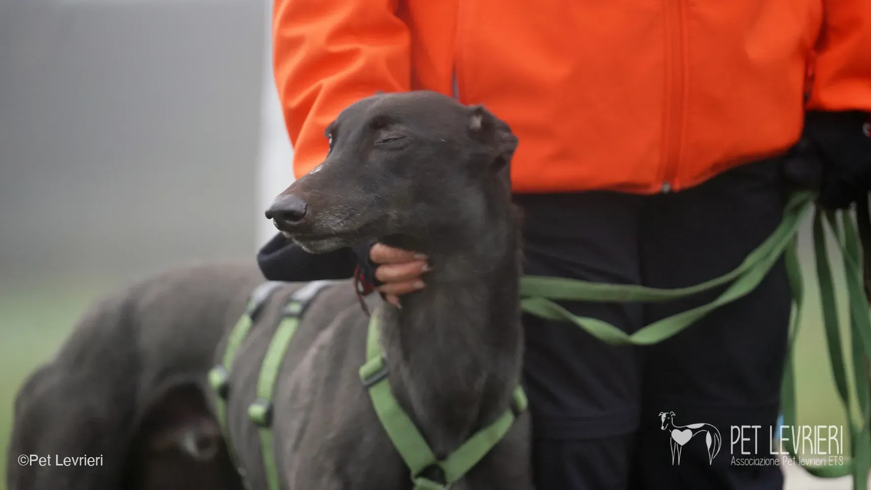 Marty greyhound maschio nero arrivo foster 10