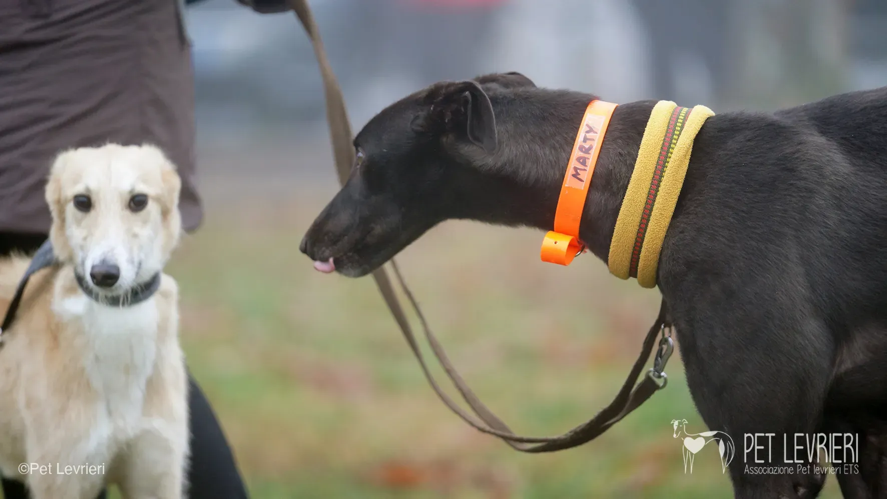 Marty greyhound maschio nero arrivo foster 11