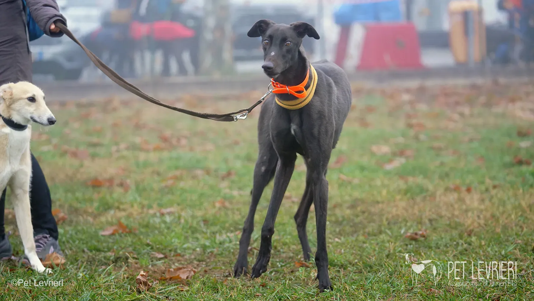 Marty greyhound maschio nero arrivo foster 12