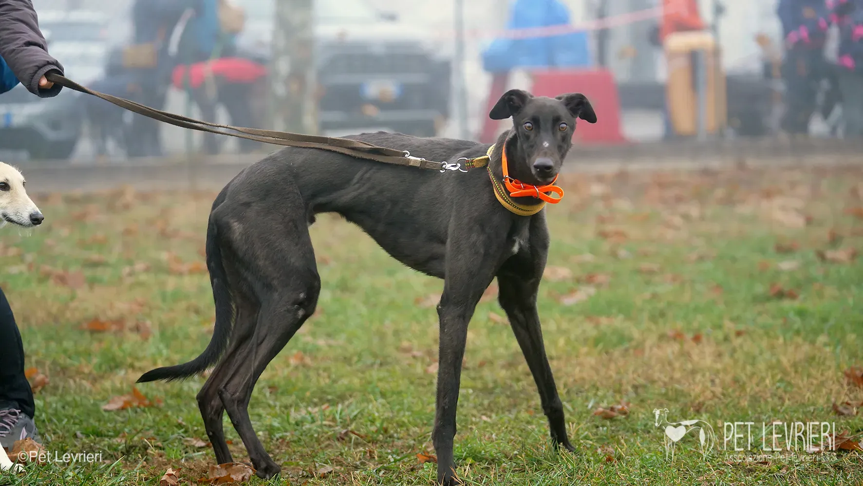Marty greyhound maschio nero arrivo foster 14