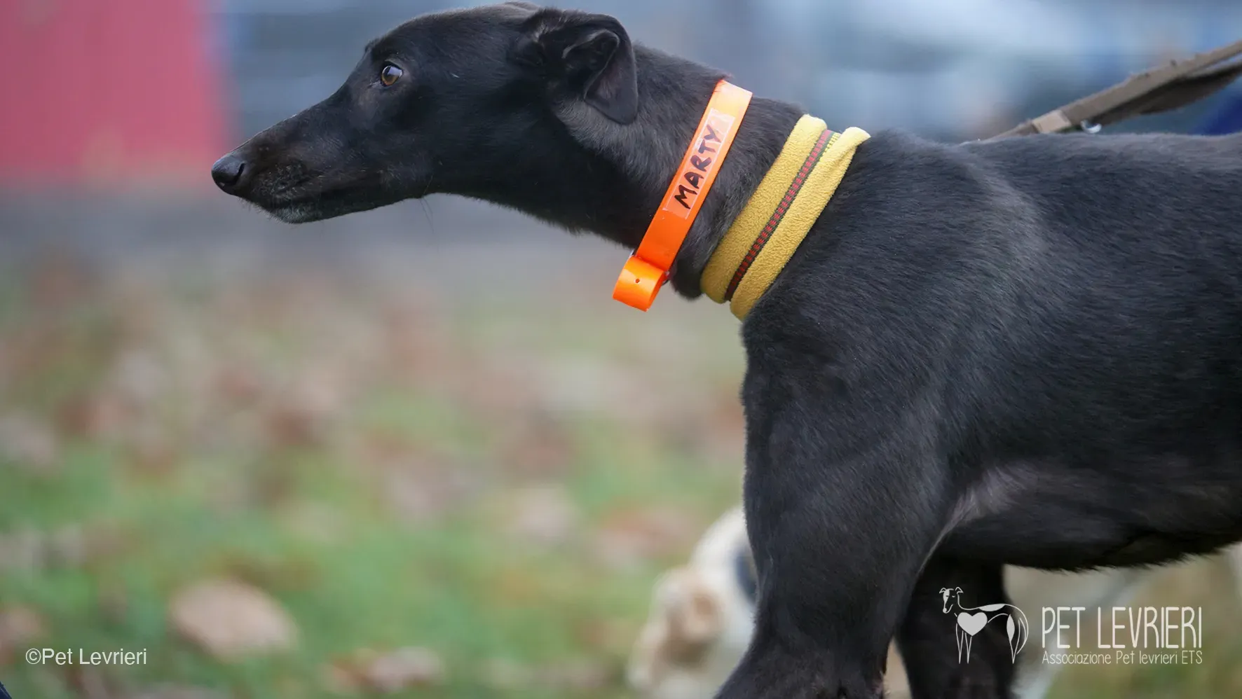 Marty greyhound maschio nero arrivo foster 15