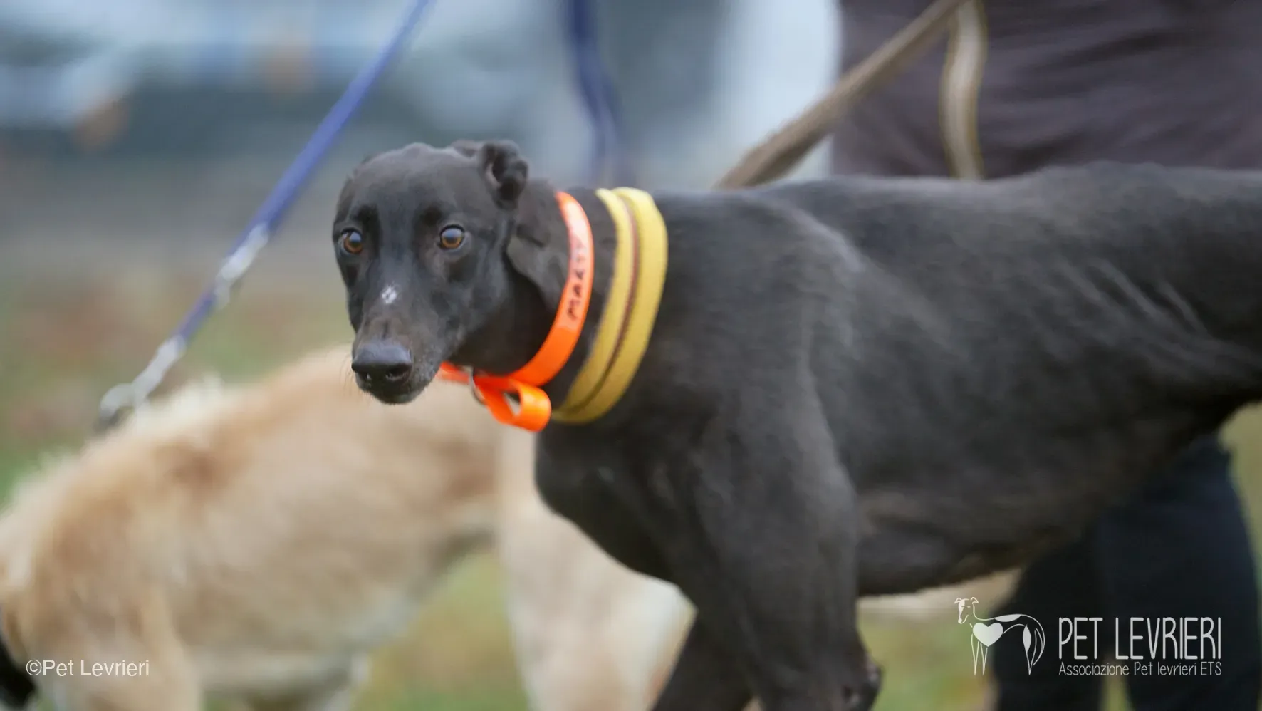 Marty greyhound maschio nero arrivo foster 16