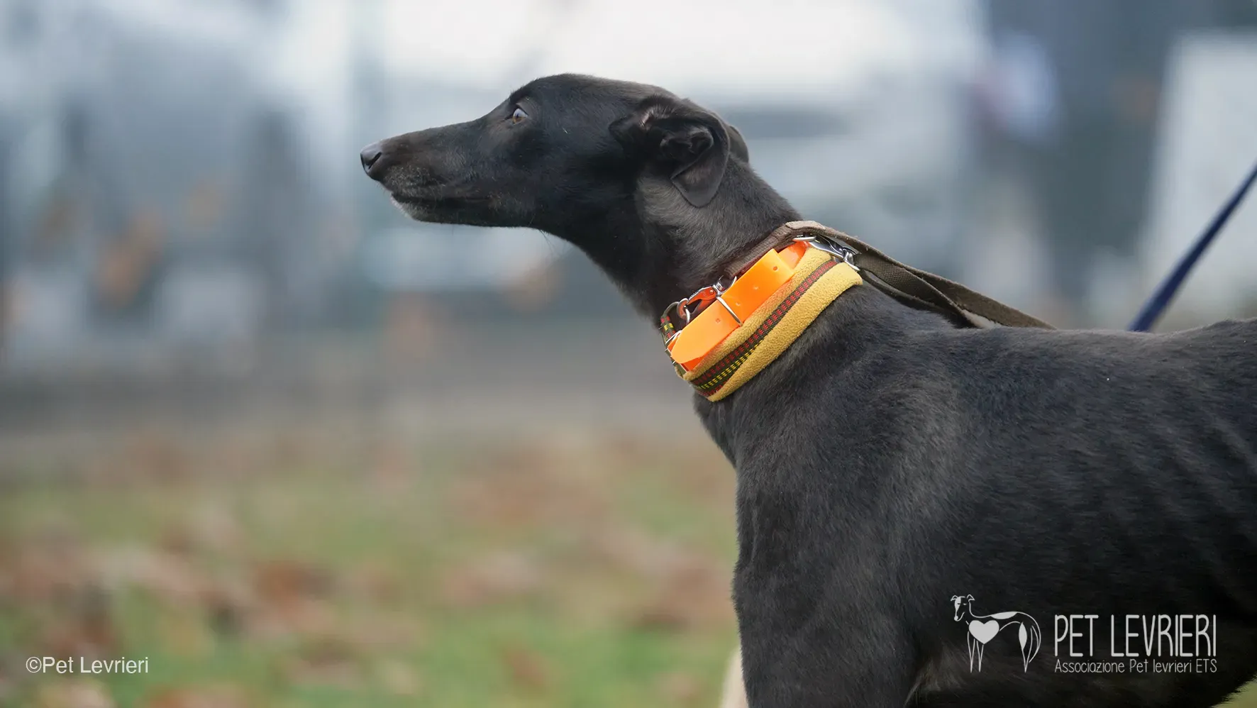 Marty greyhound maschio nero arrivo foster 17
