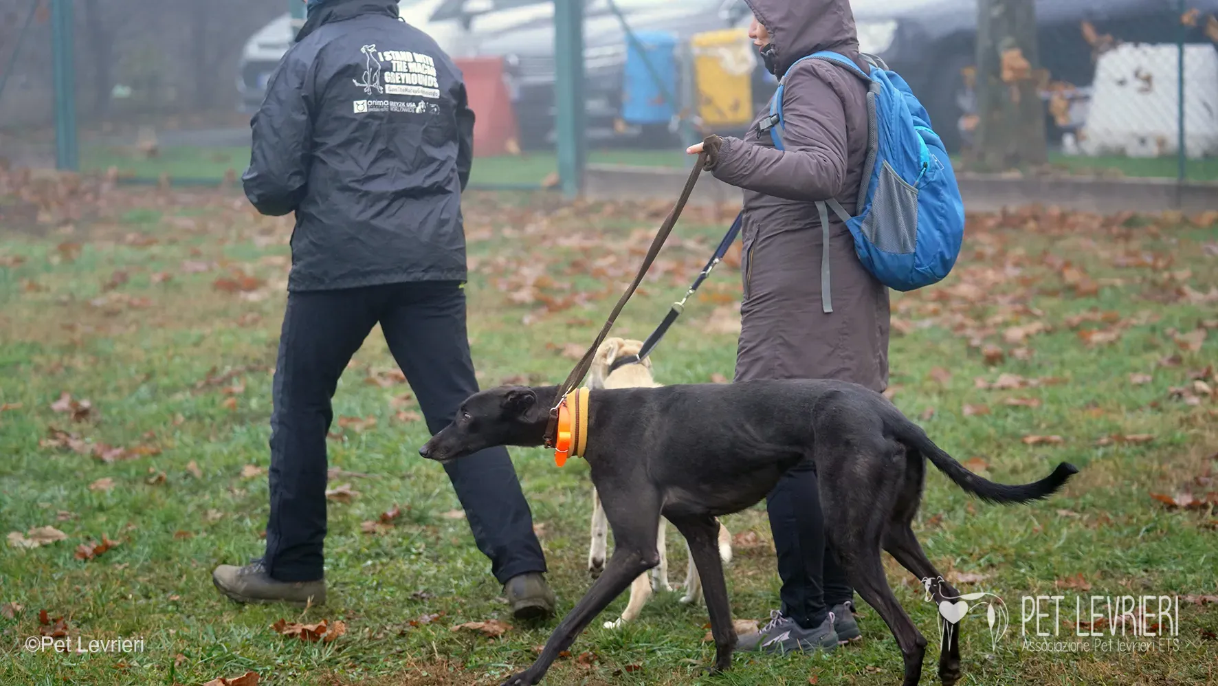 Marty greyhound maschio nero arrivo foster 18