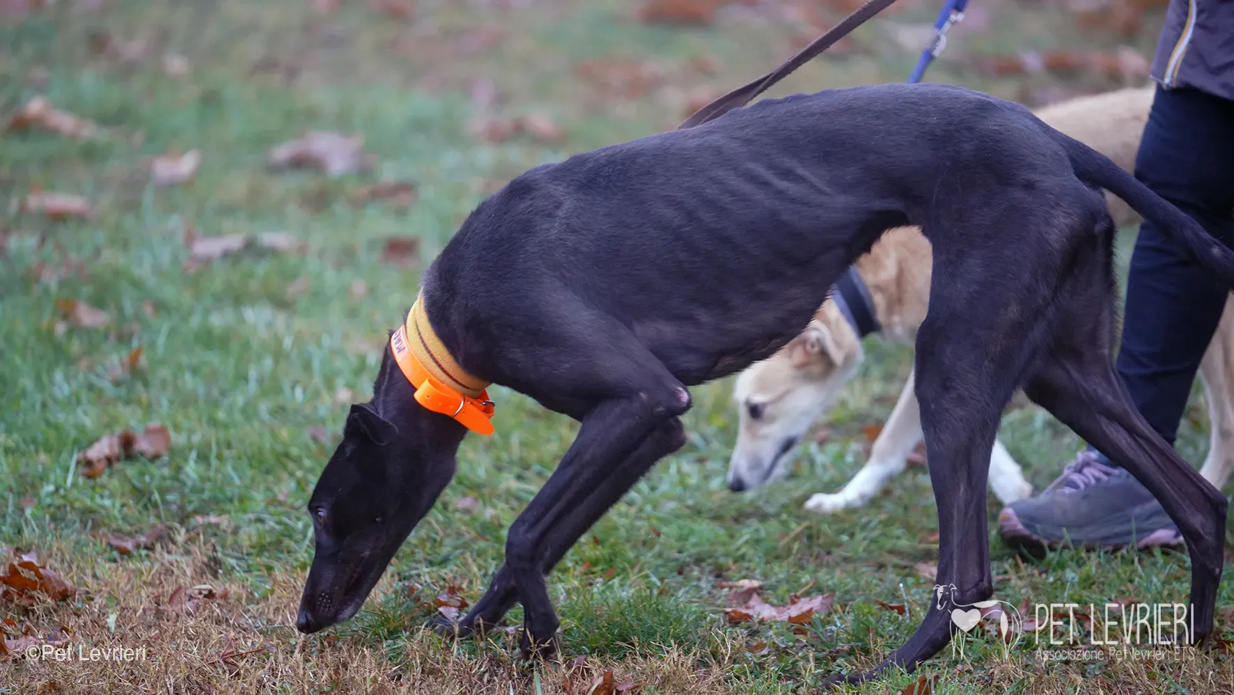Marty greyhound maschio nero arrivo foster 19