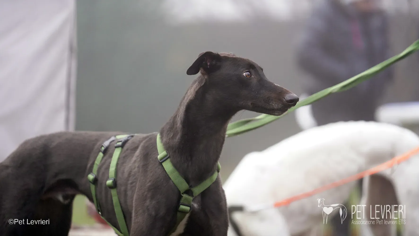 Marty greyhound maschio nero arrivo foster 2