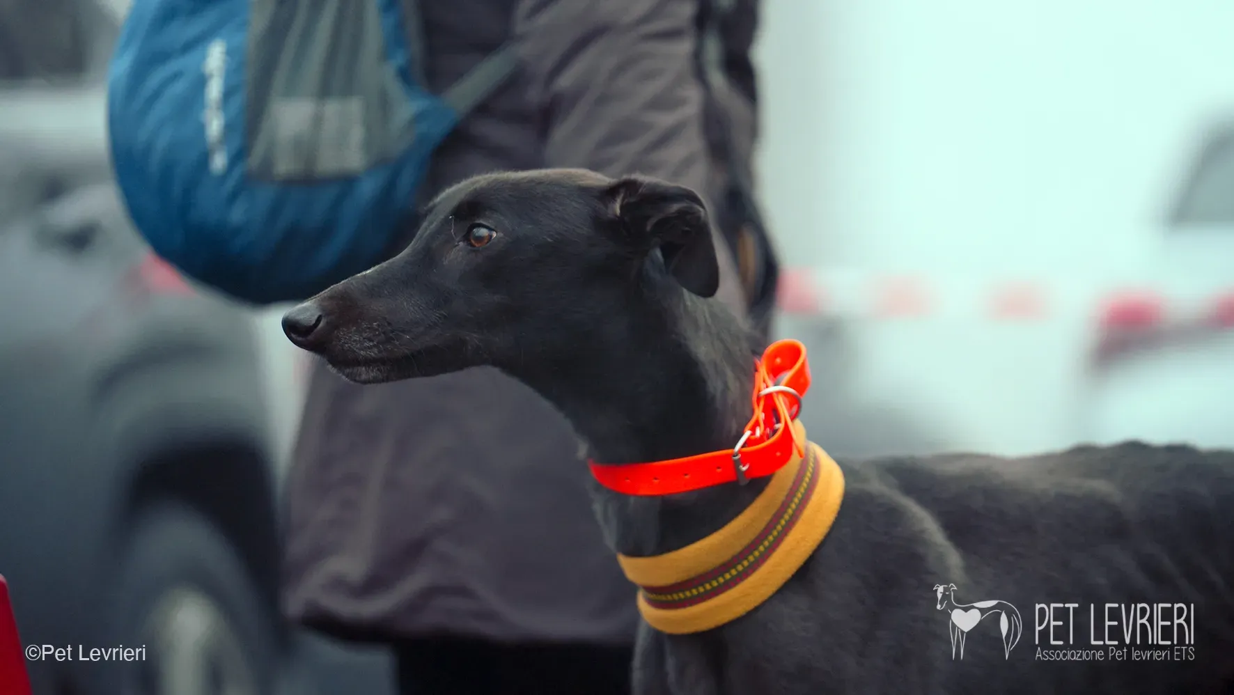 Marty greyhound maschio nero arrivo foster 20