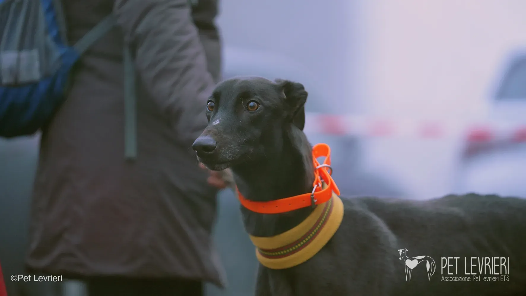 Marty greyhound maschio nero arrivo foster 21