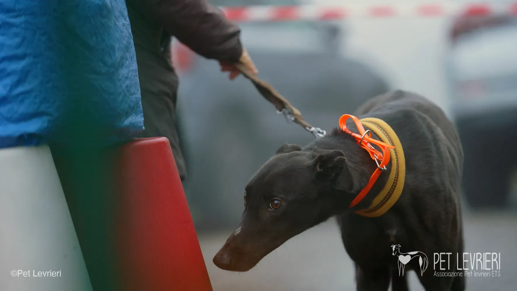 Marty greyhound maschio nero arrivo foster 22