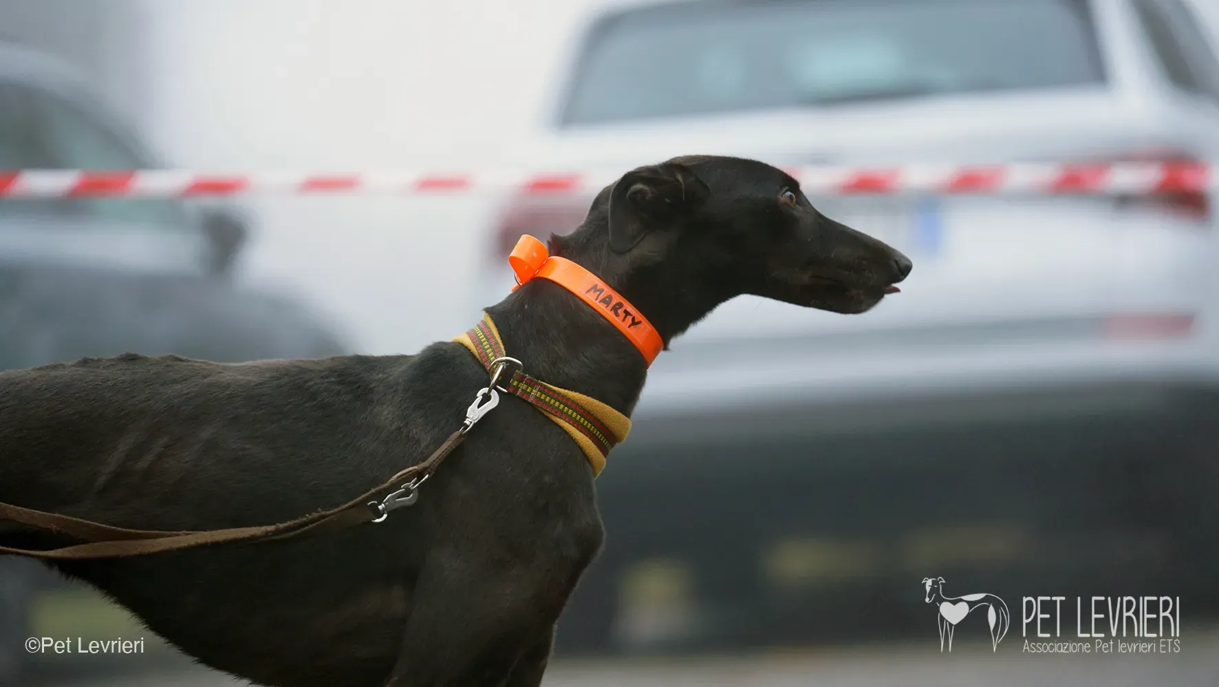 Marty greyhound maschio nero arrivo foster 23