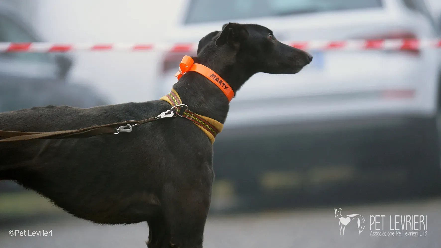 Marty greyhound maschio nero arrivo foster 24