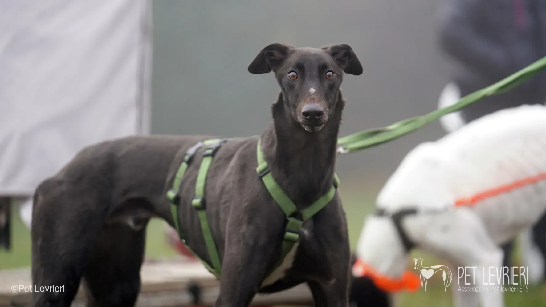 Marty greyhound maschio nero arrivo foster 3