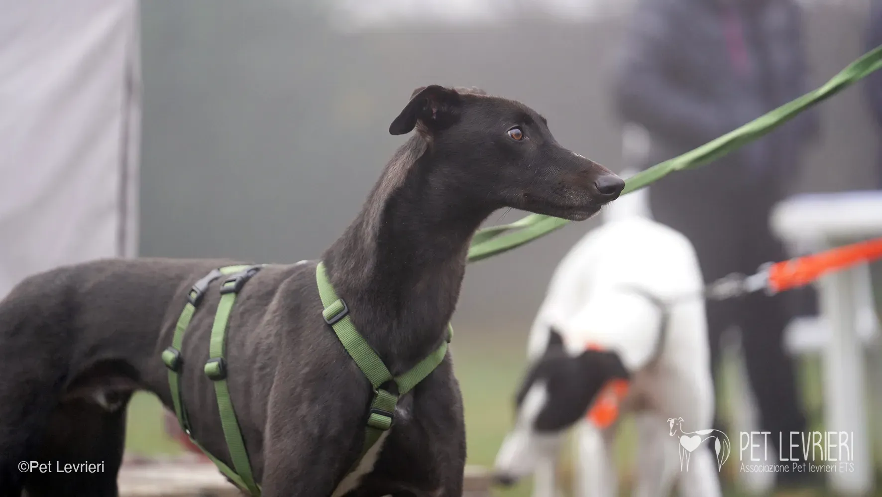 Marty greyhound maschio nero arrivo foster 4
