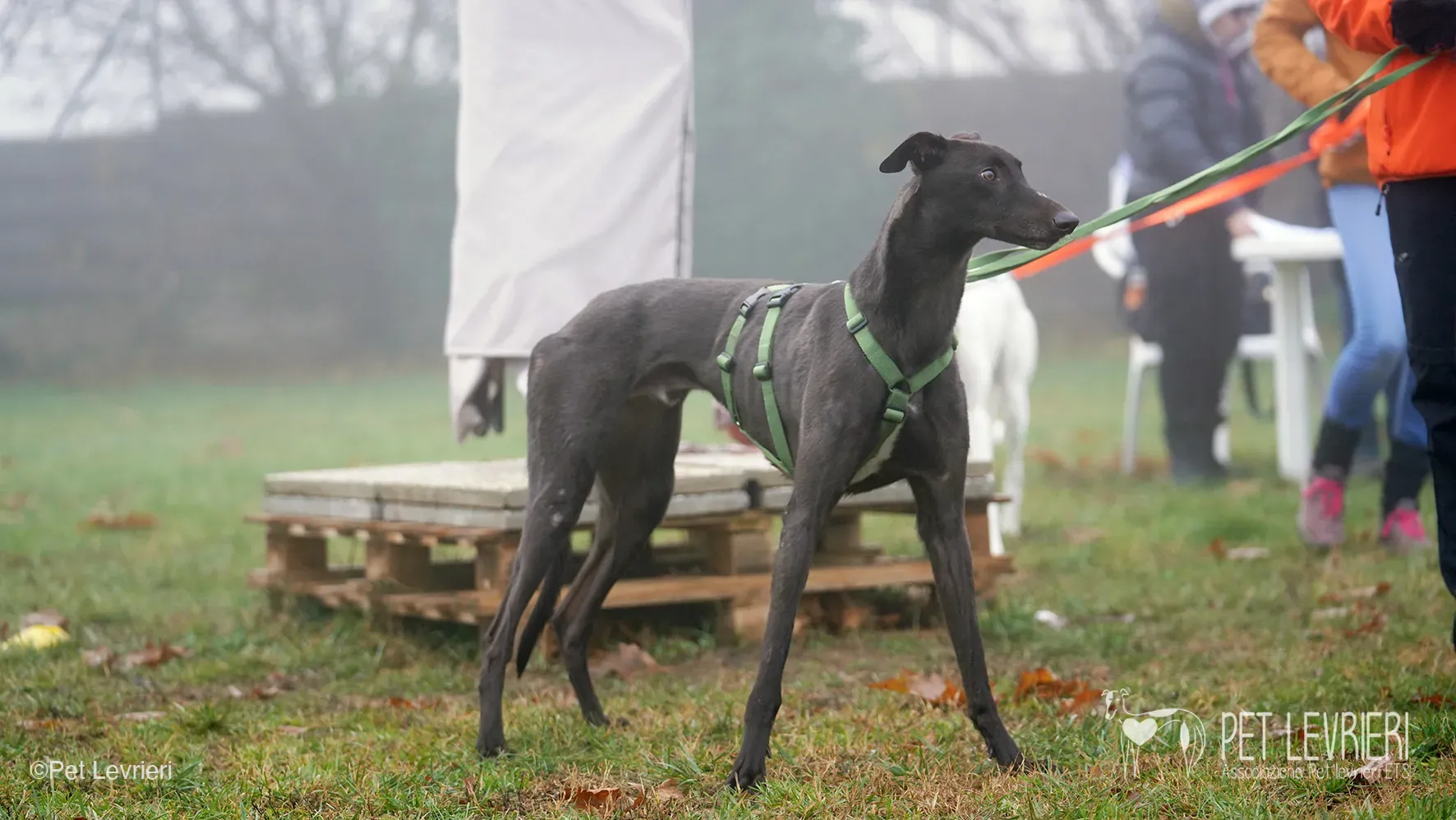 Marty greyhound maschio nero arrivo foster 5