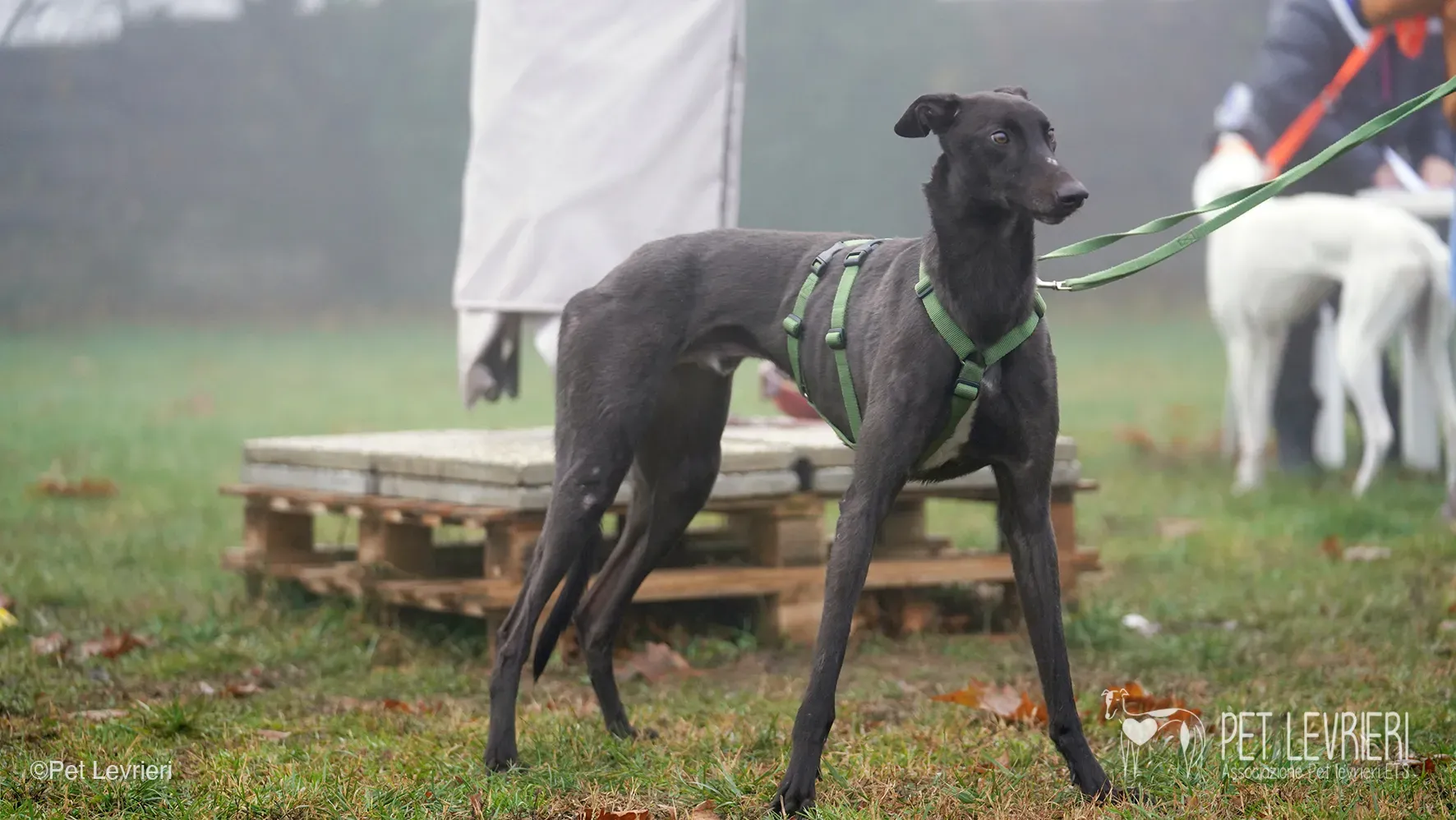 Marty greyhound maschio nero arrivo foster 6