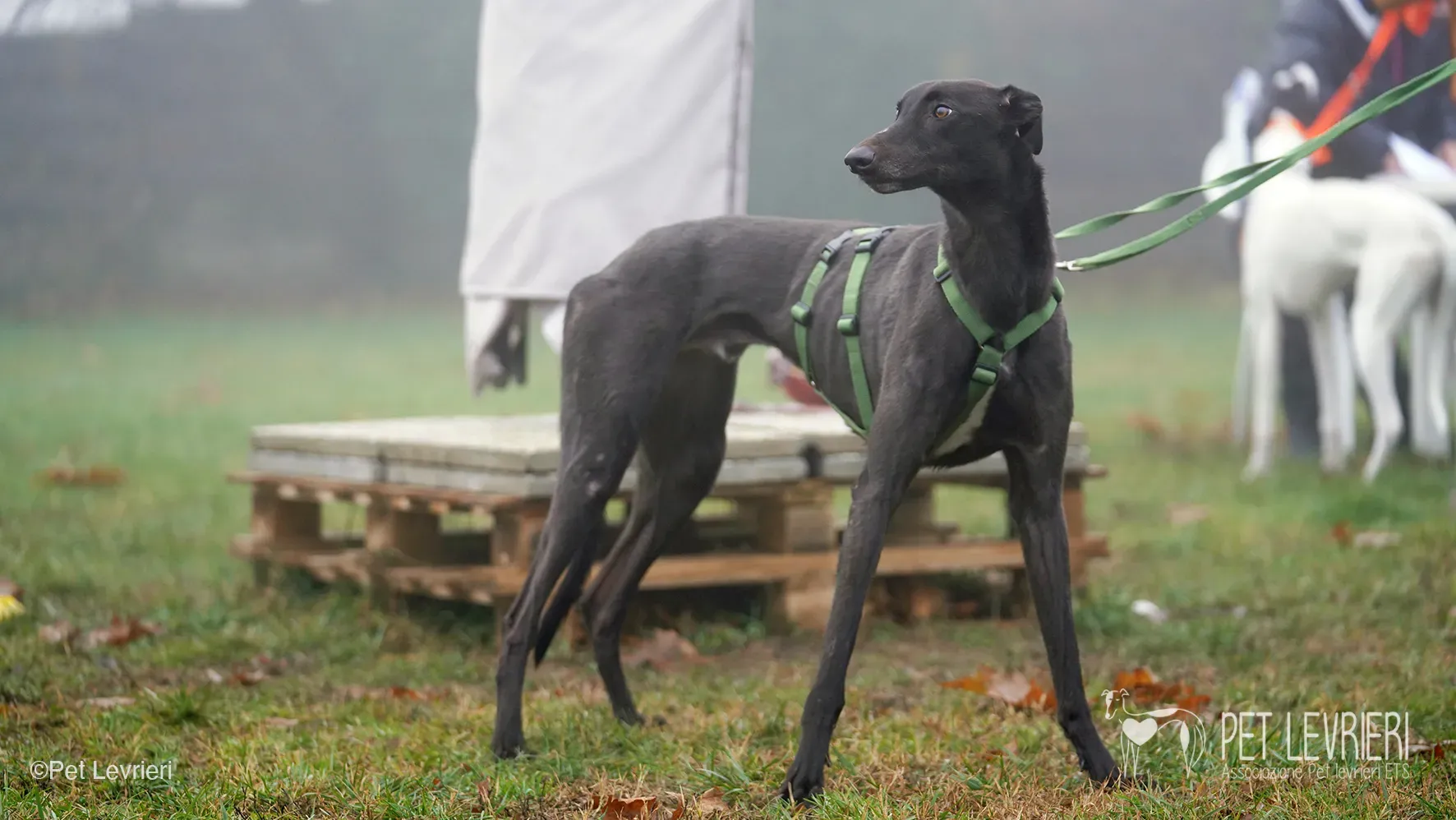 Marty greyhound maschio nero arrivo foster 7