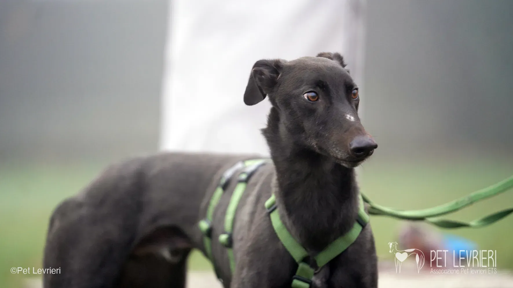 Marty greyhound maschio nero arrivo foster 8