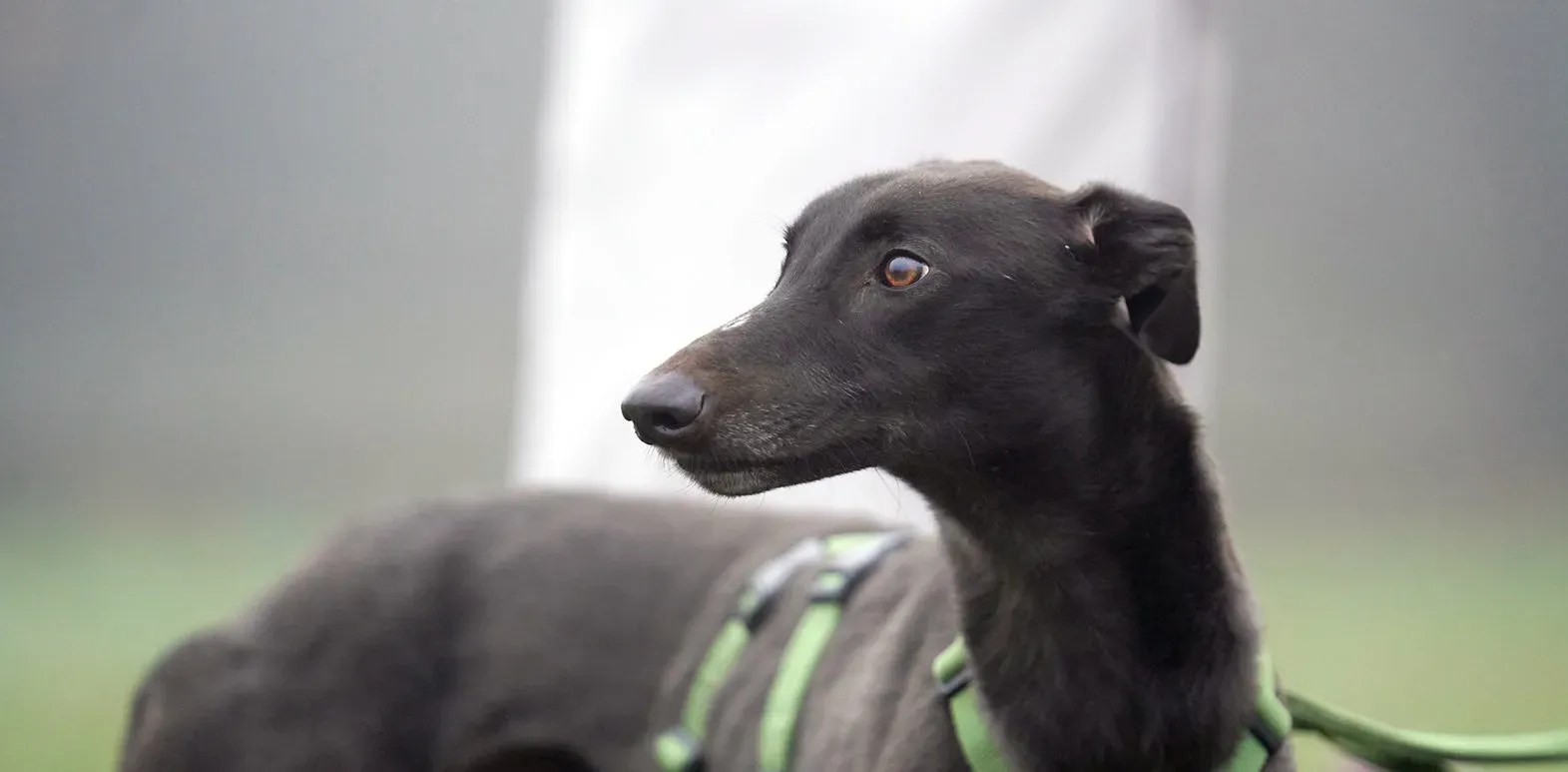 Marty greyhound maschio nero arrivo foster 9 e1703058993303