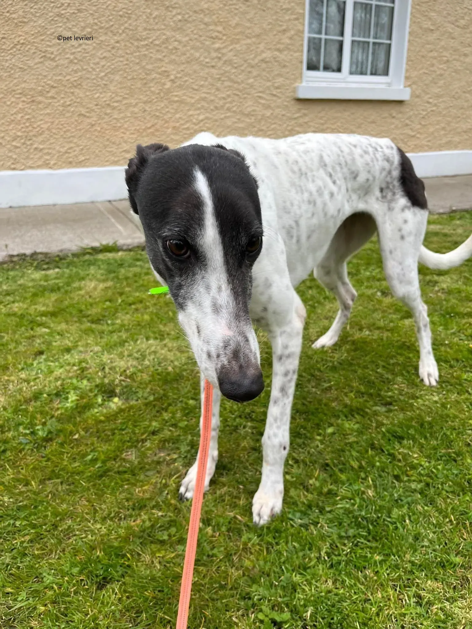 Mary adozione levriero greyhound1