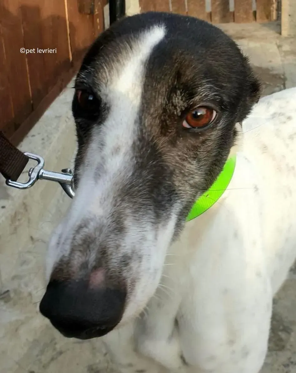 Mary adozione levriero greyhound10 e1649683411173
