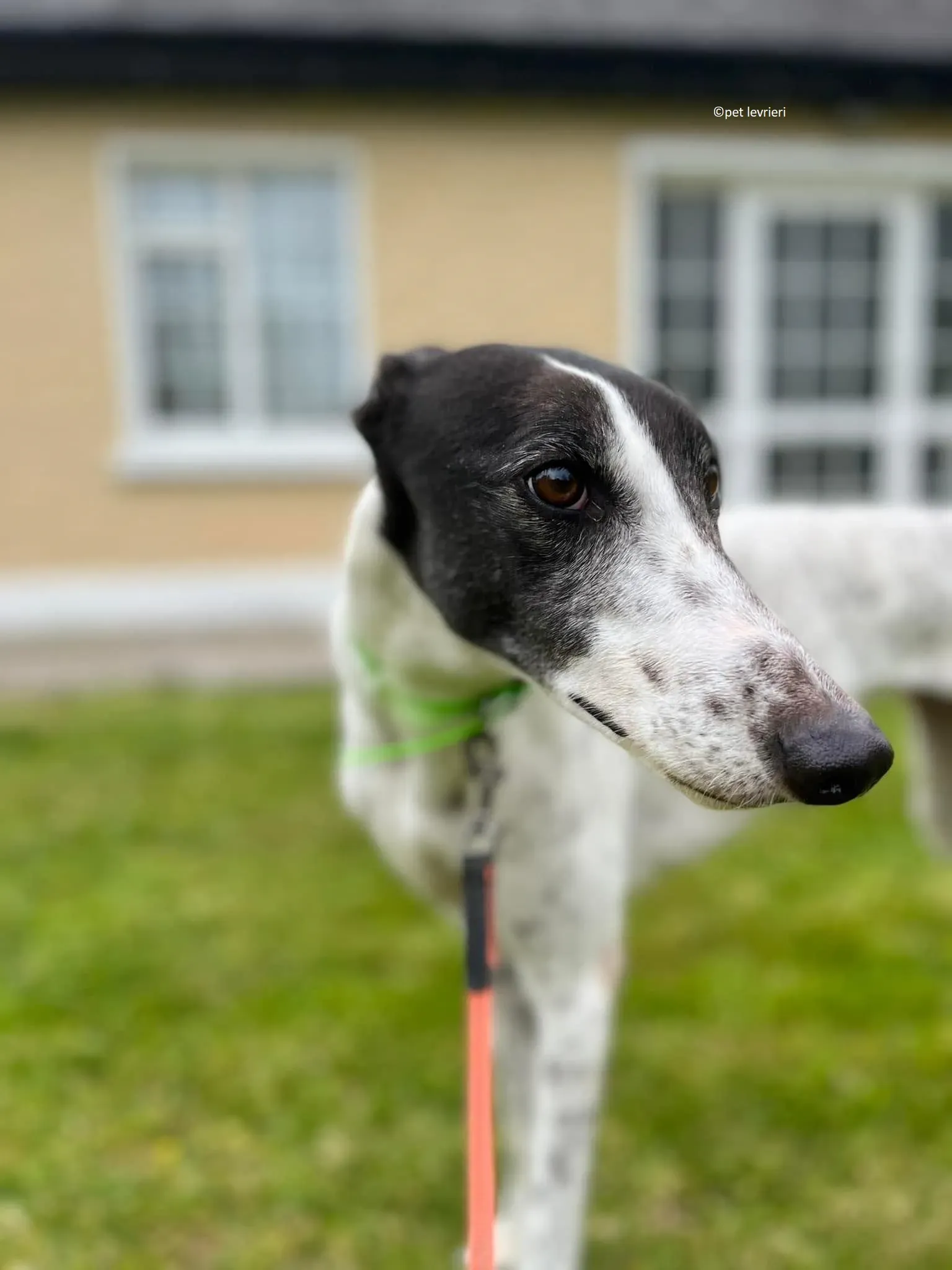 Mary adozione levriero greyhound11