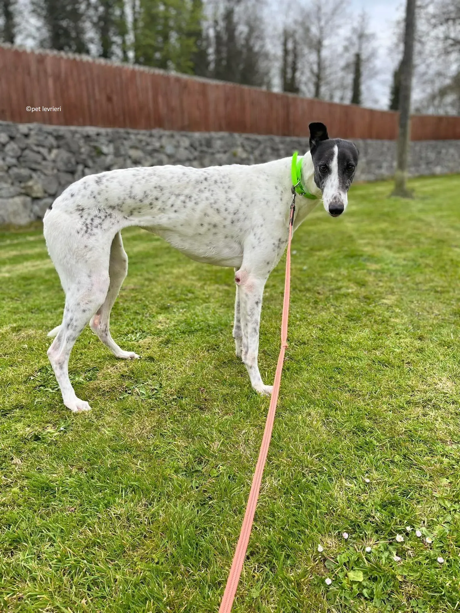 Mary adozione levriero greyhound12