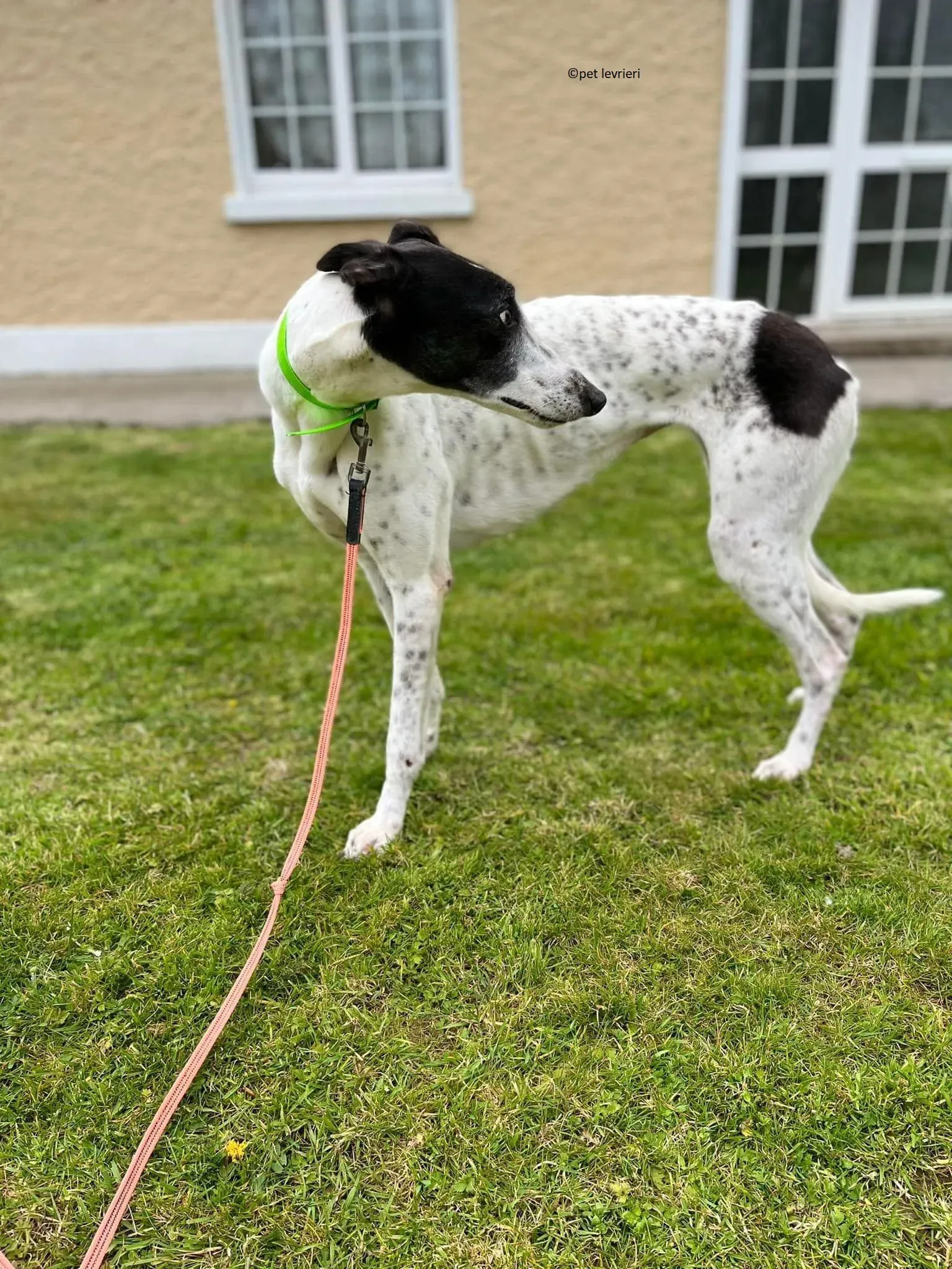 Mary adozione levriero greyhound13