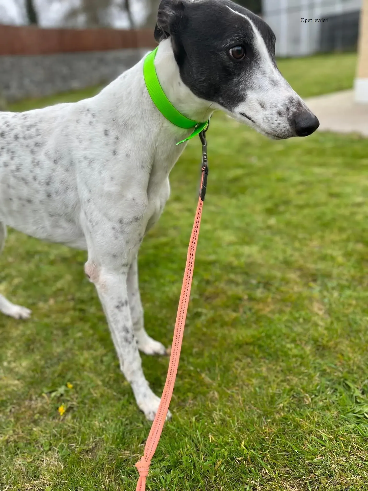 Mary adozione levriero greyhound2