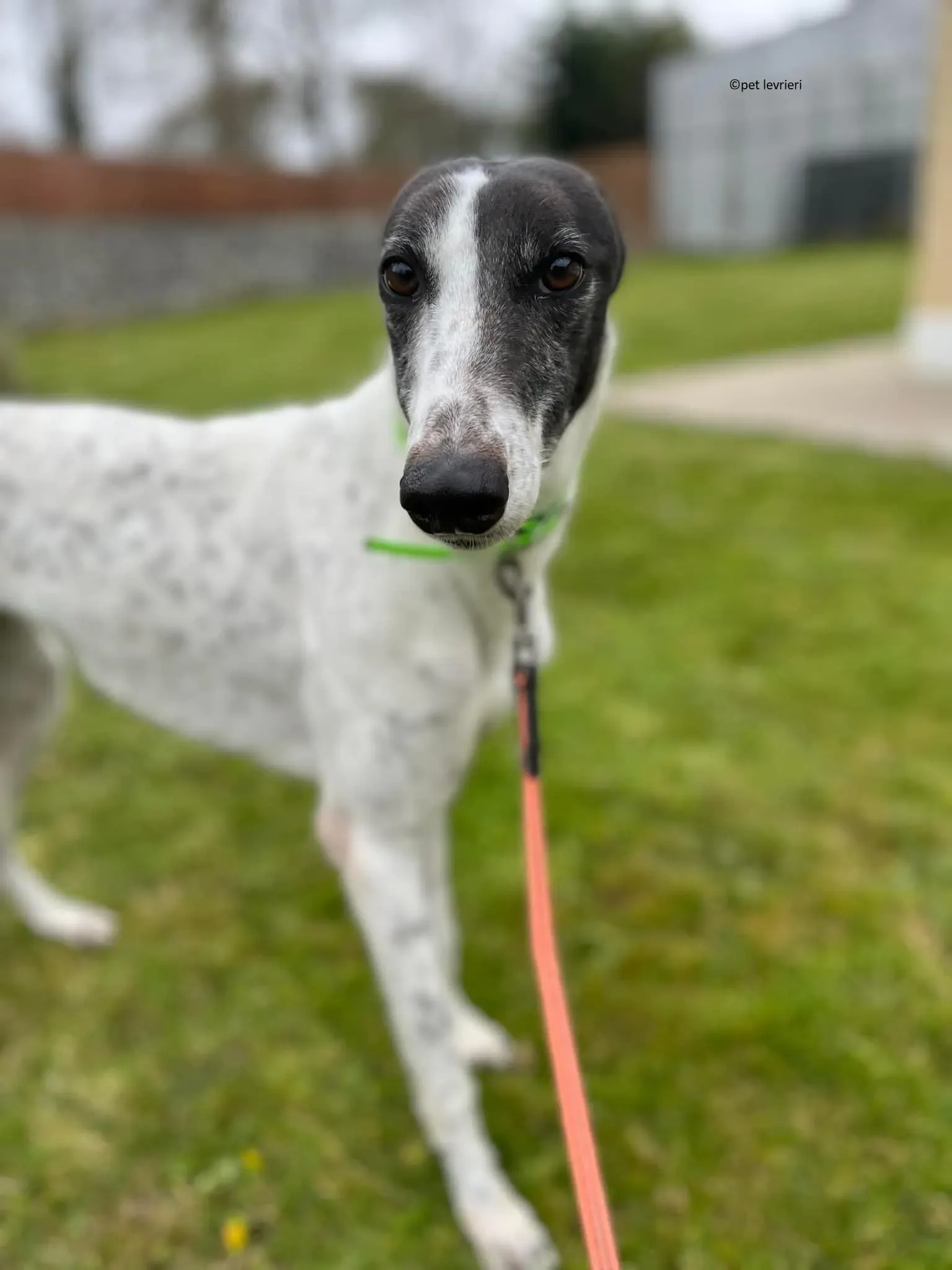 Mary adozione levriero greyhound3