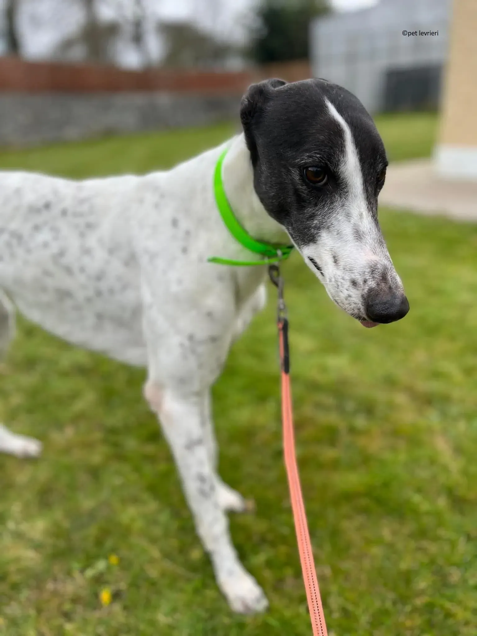 Mary adozione levriero greyhound4